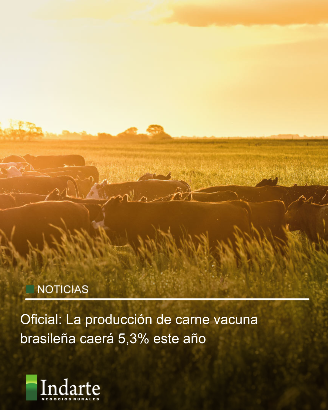 Oficial: La producción de carne vacuna brasileña caerá 5,3% este año 