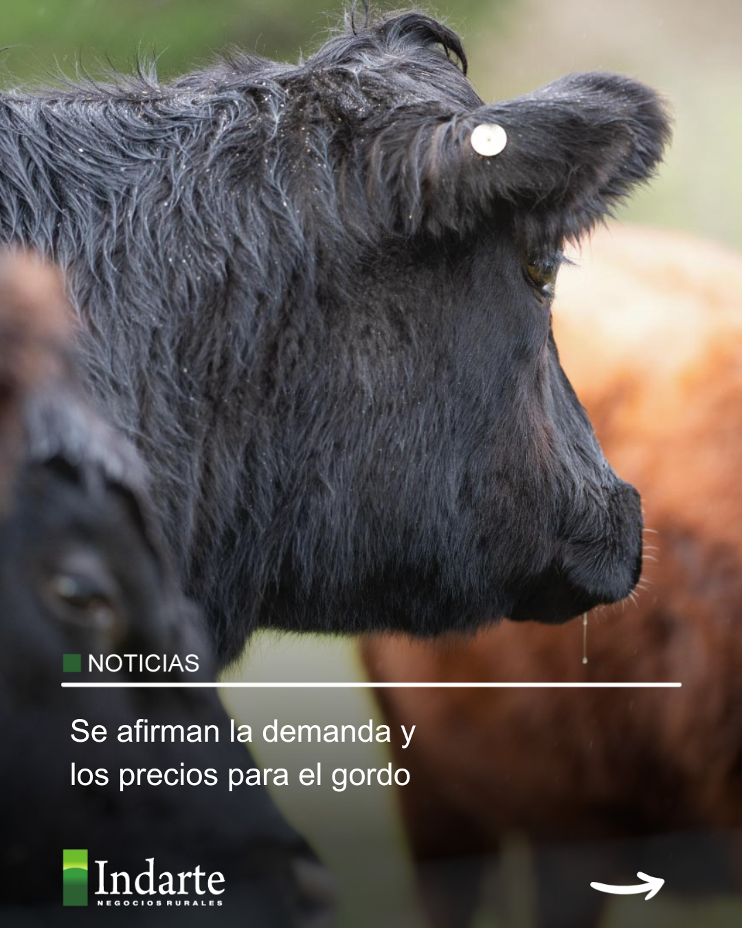 Se afirman la demanda y los precios para el gordo 