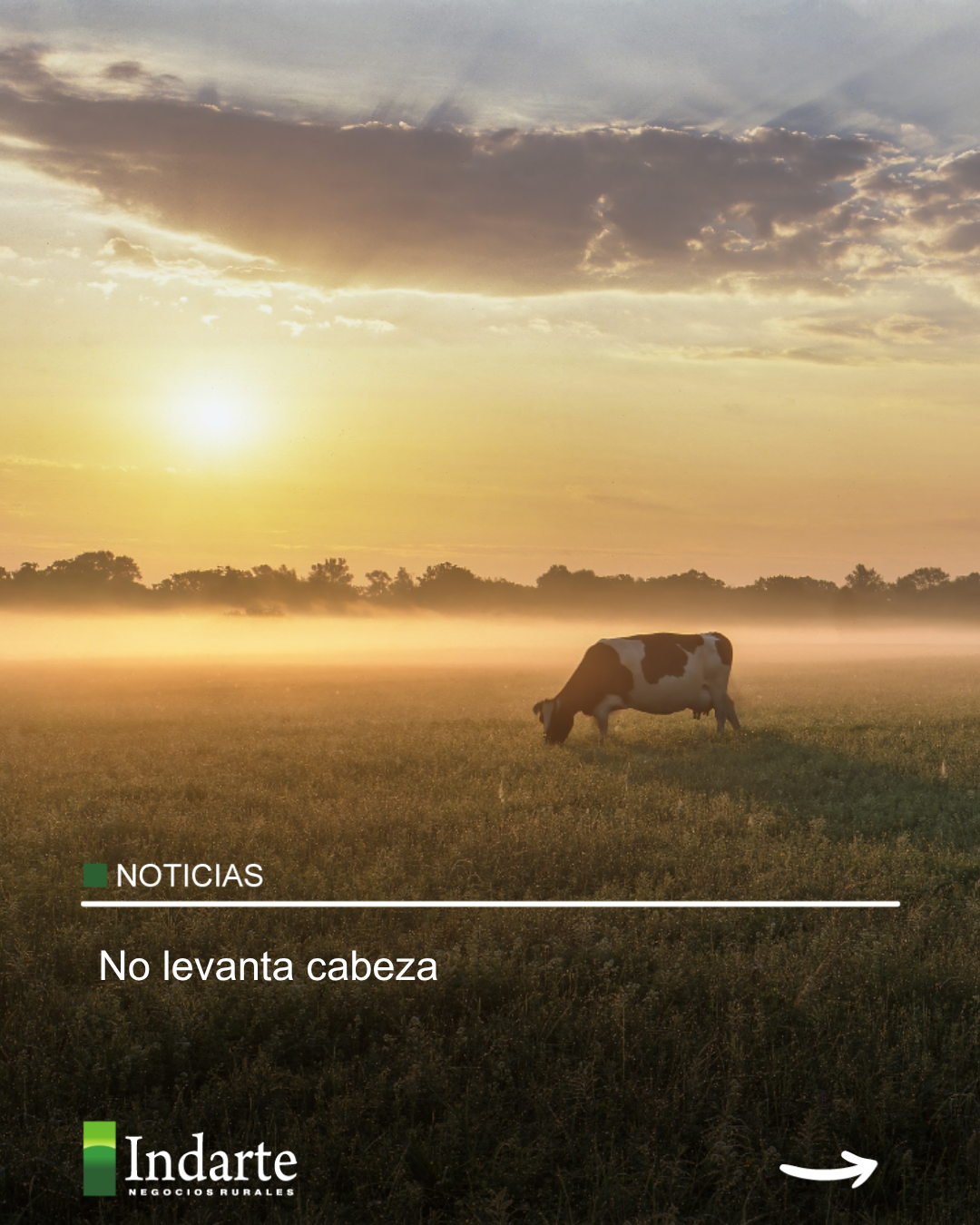 No levanta cabeza 