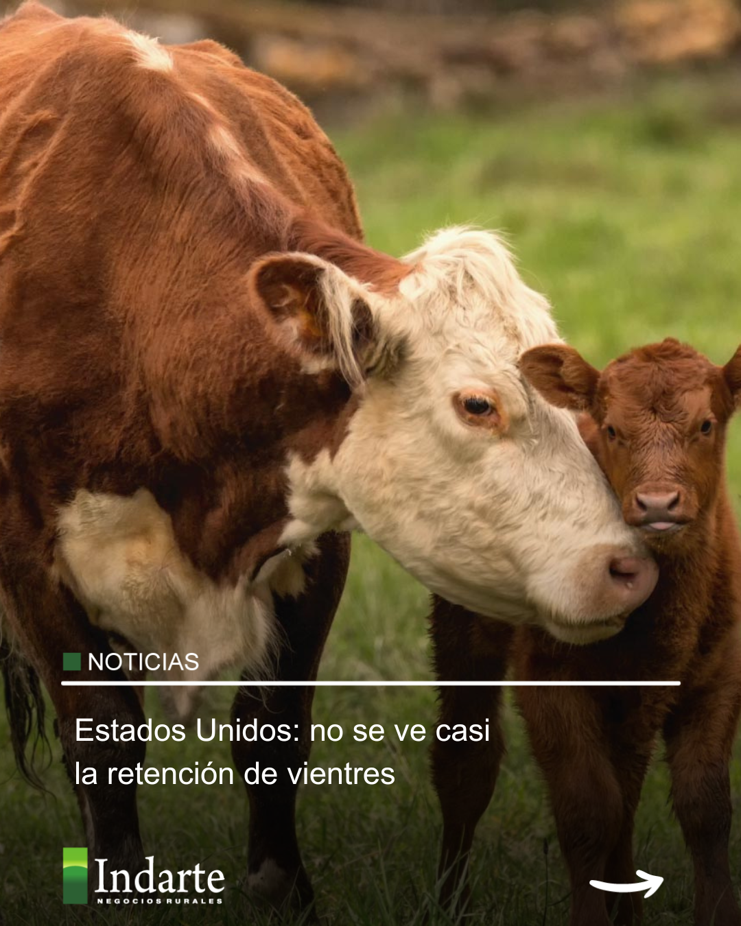 Estados Unidos: no se ve casi la retención de vientres 