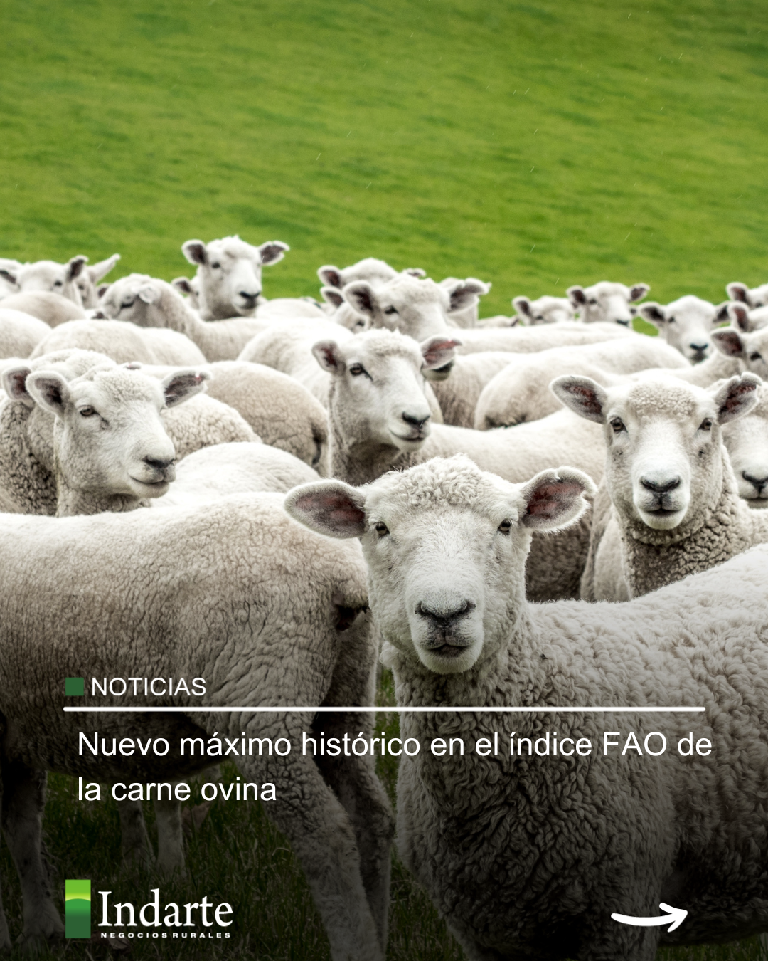 Nuevo máximo histórico en el índice FAO de la carne ovina 