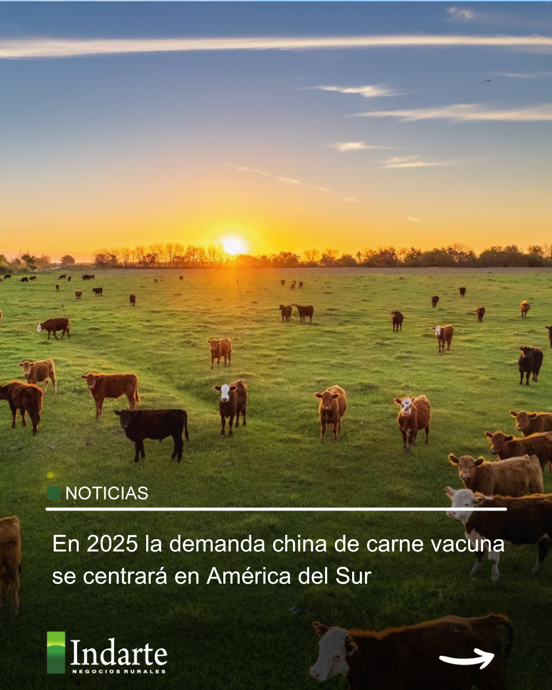 En 2025 la demanda china de carne vacuna se centrará en América del Sur