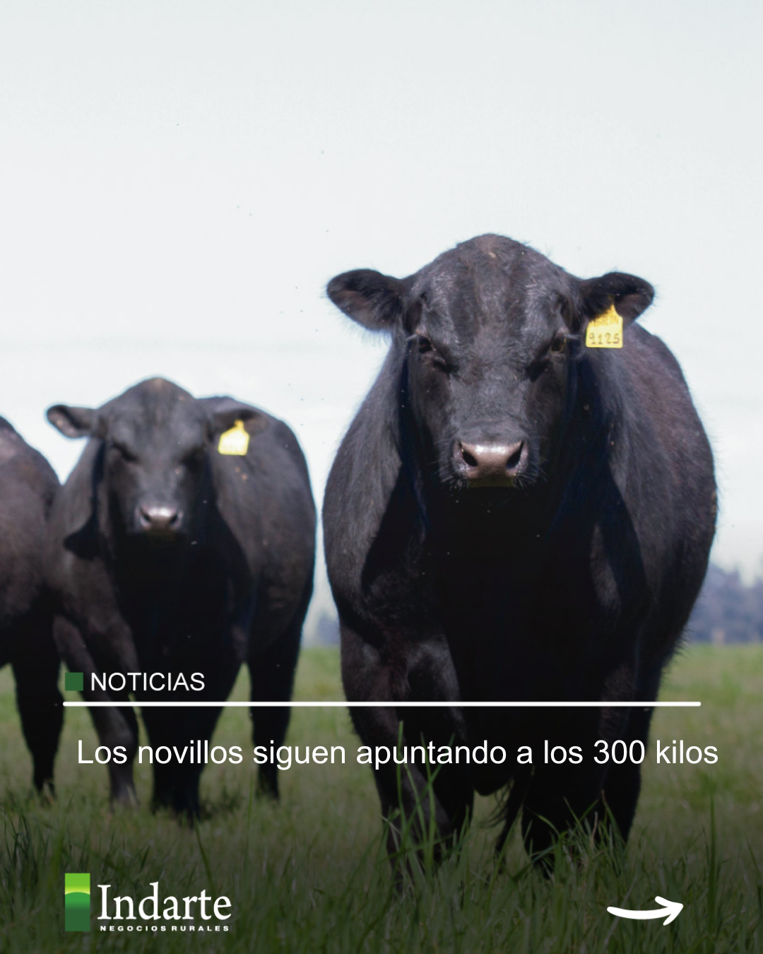 Los novillos siguen apuntando a los 300 kilos 