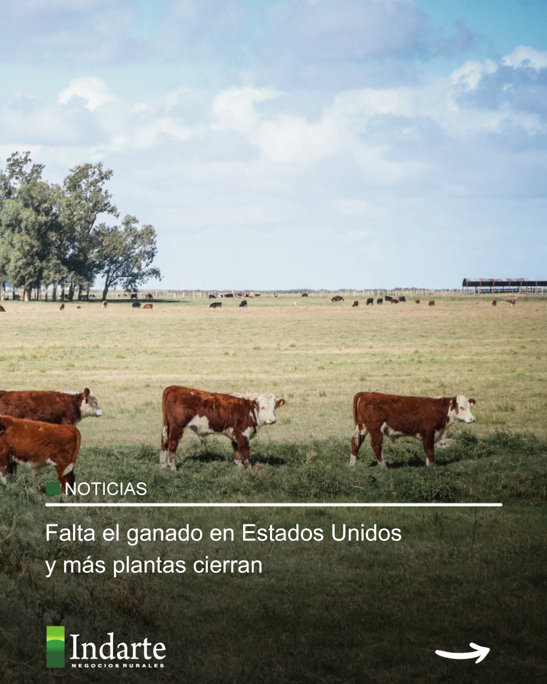 Falta el ganado en Estados Unidos y más plantas cierran 
