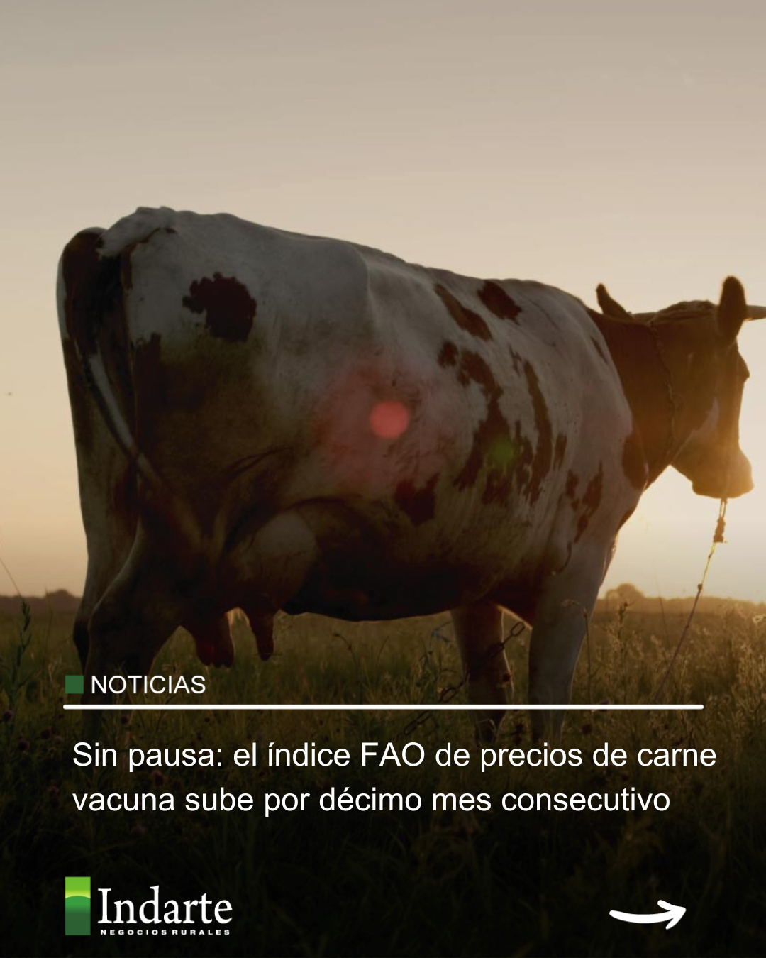 Sin pausa: el índice FAO de precios de carne vacuna sube por décimo mes consecutivo