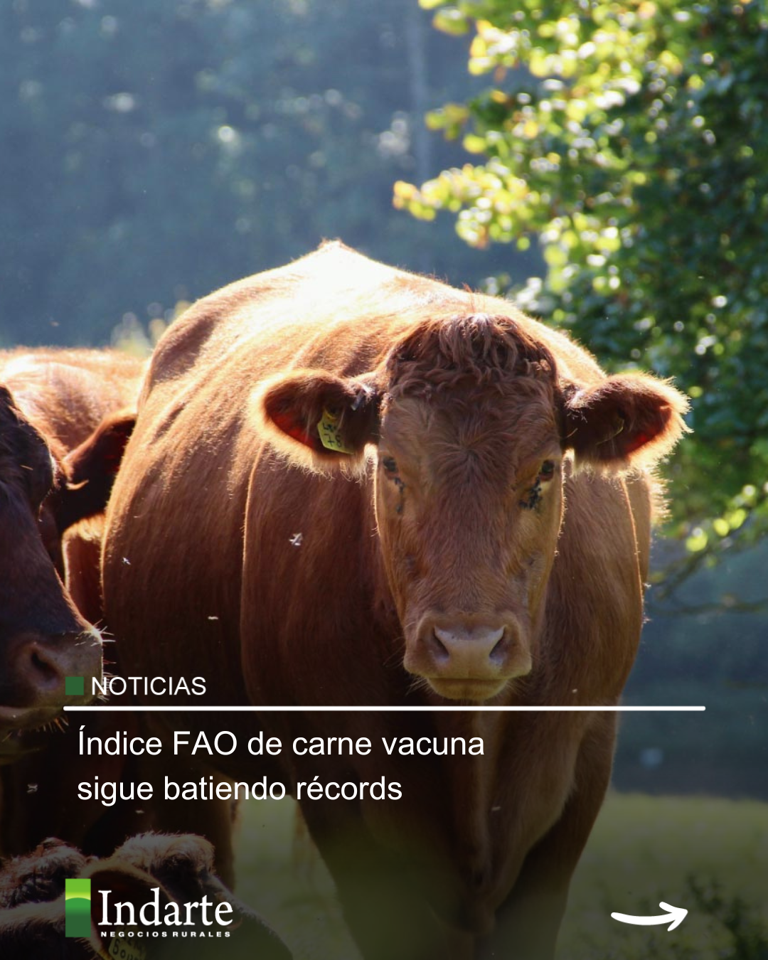 Índice FAO de carne vacuna sigue batiendo récords 