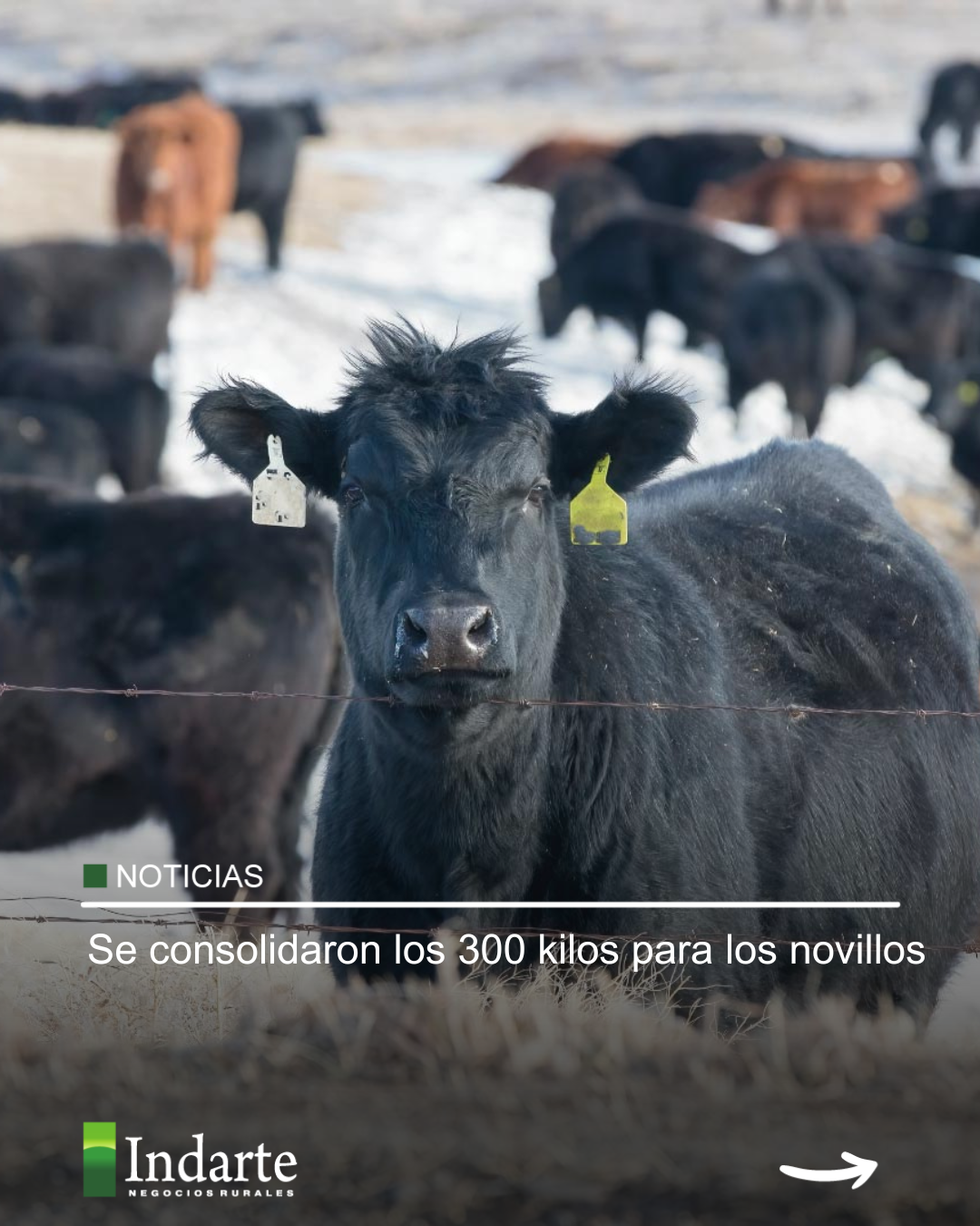 Se consolidaron los 300 kilos para los novillos