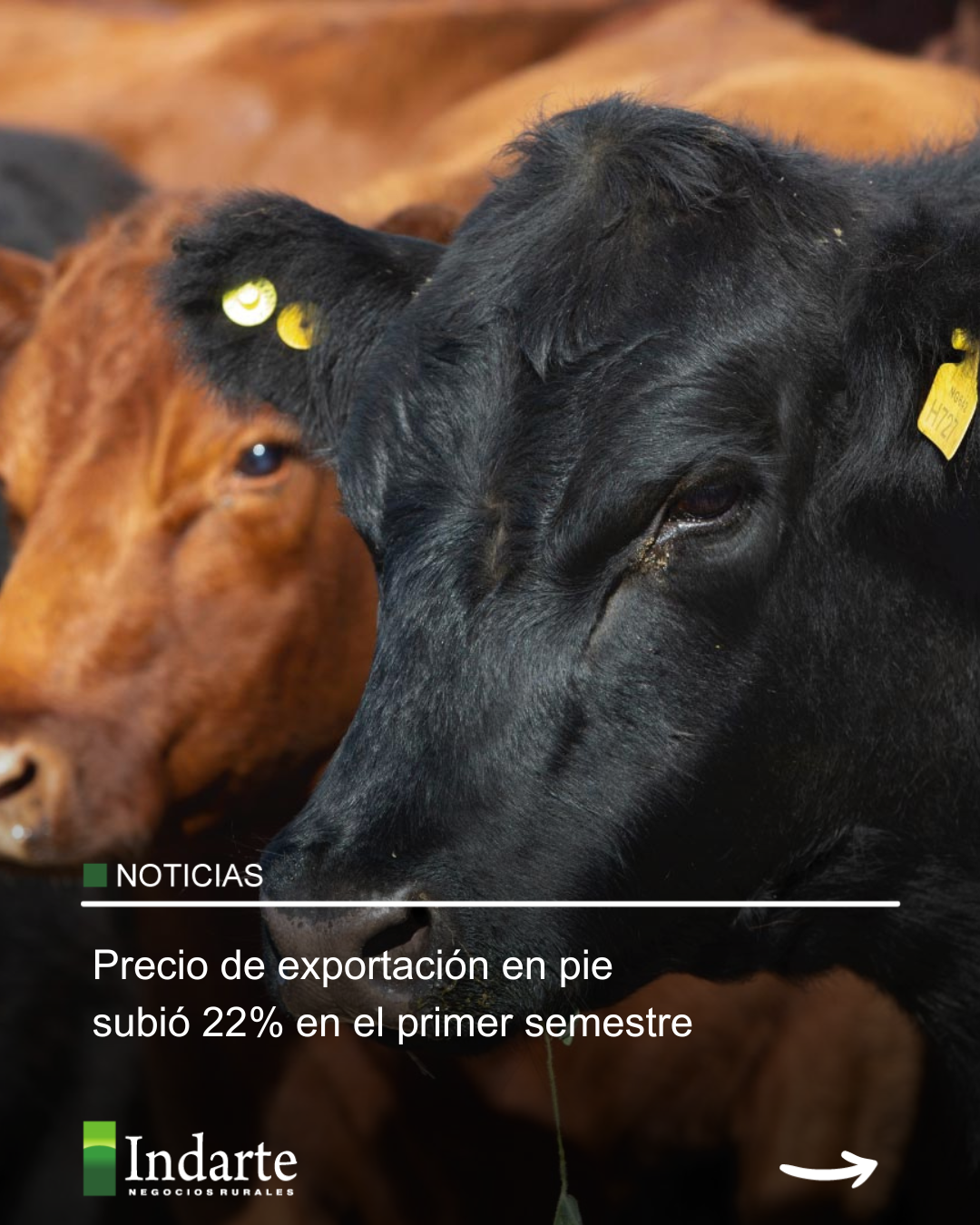 Precio de exportación en pie subió 22% en el primer semestre