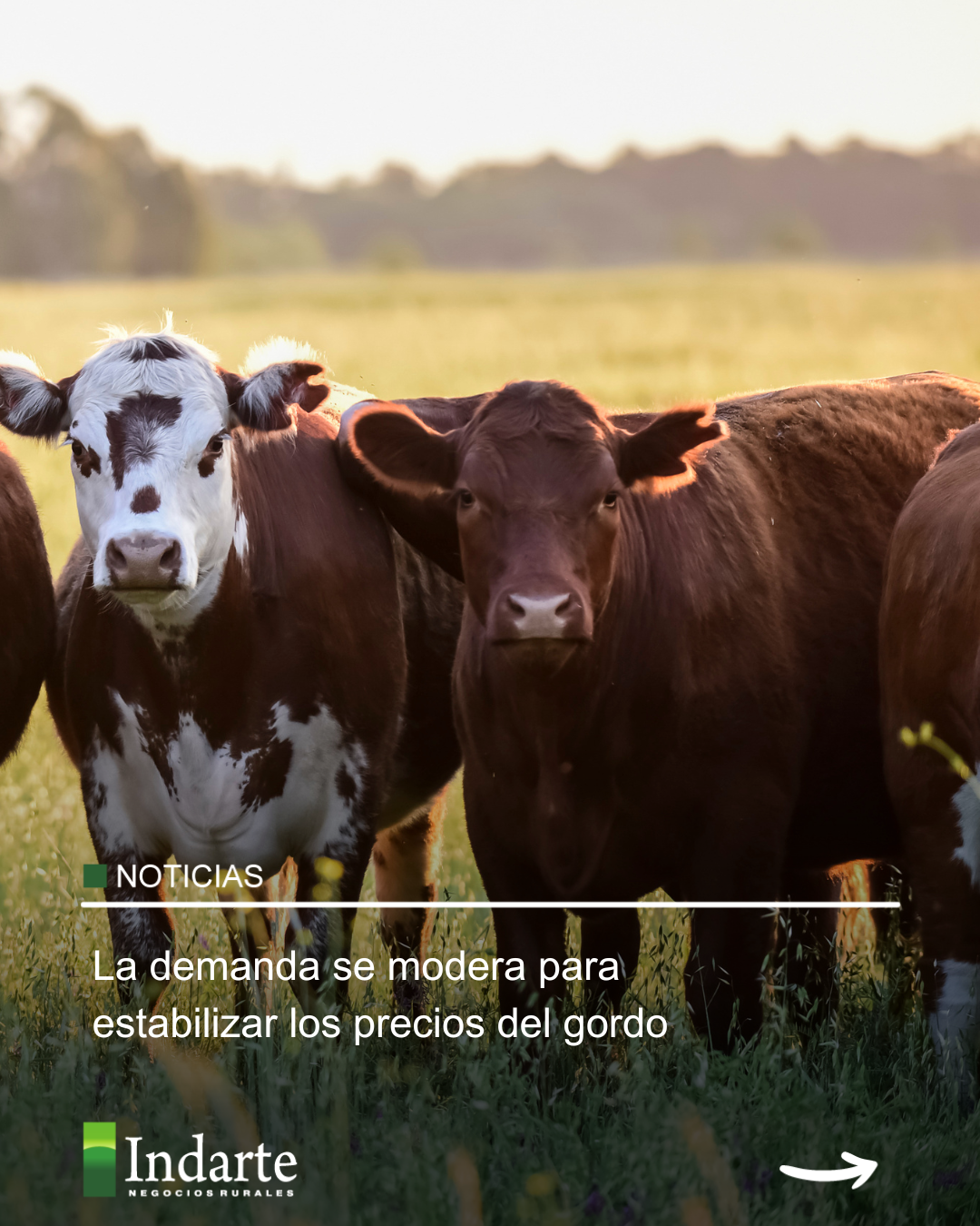 La demanda se modera para estabilizar los precios del gordo 