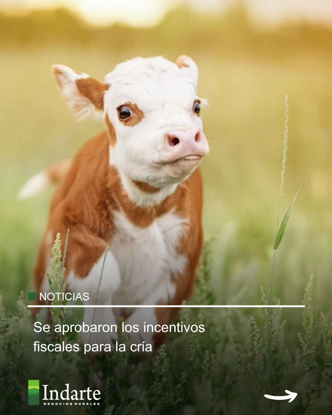 Se aprobaron los incentivos fiscales para la cría 