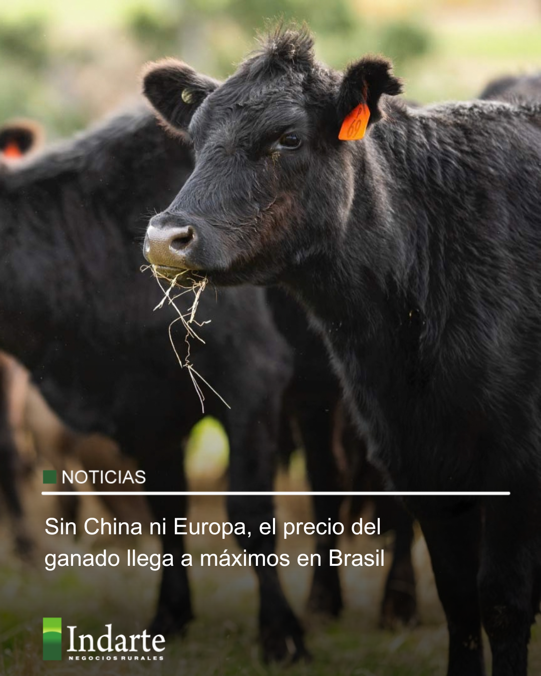 Sin China ni Europa, el precio del ganado llega a máximos en Brasil 
