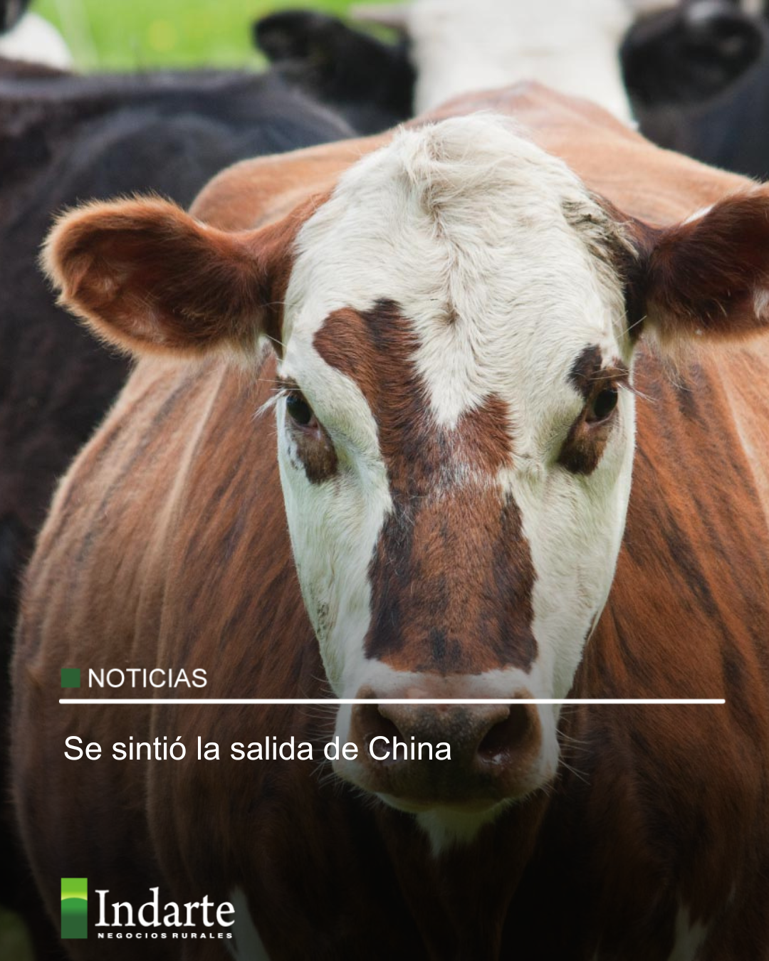 Se sintió la salida de China 