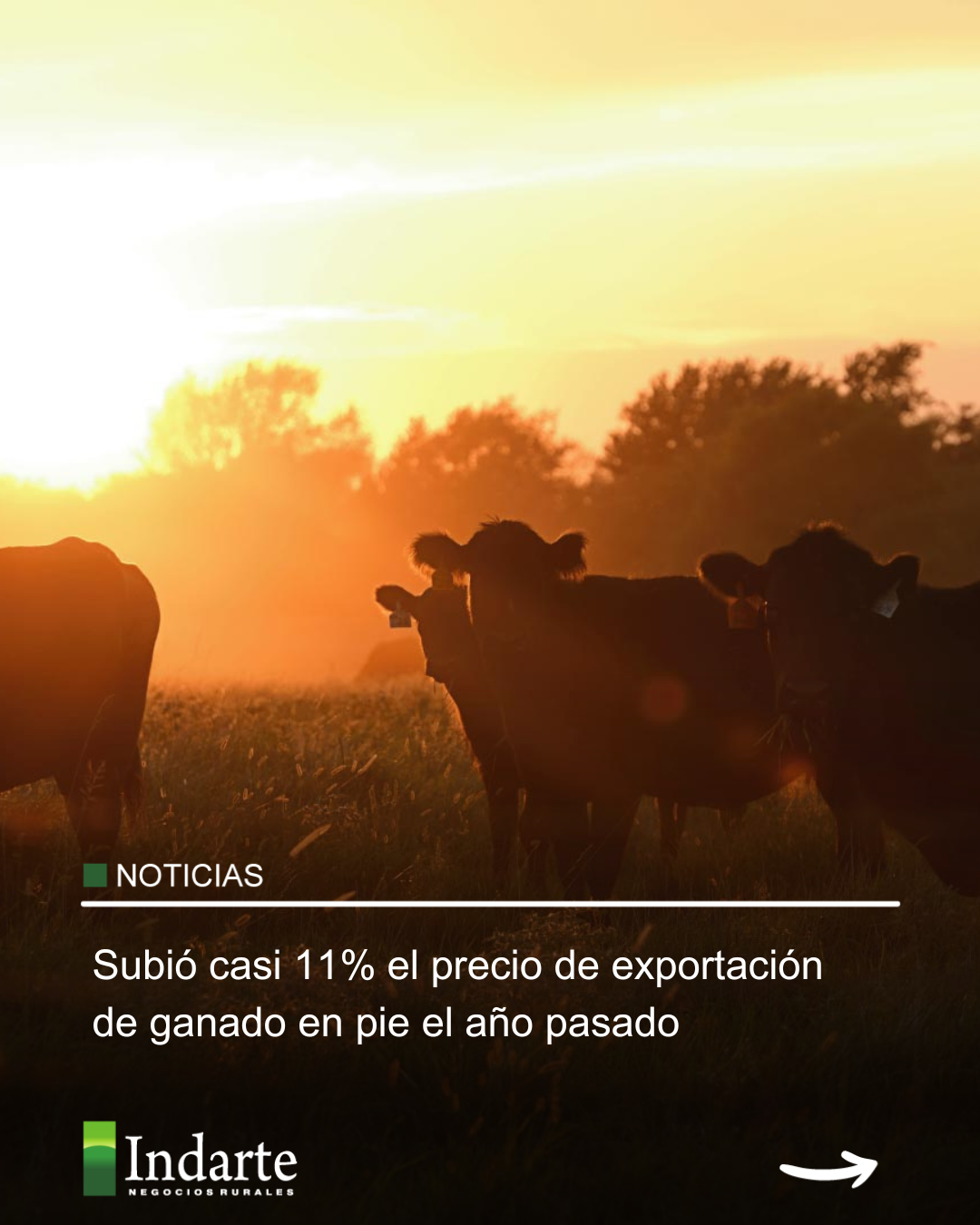 Subió casi 11% el precio de exportación de ganado en pie el año pasado