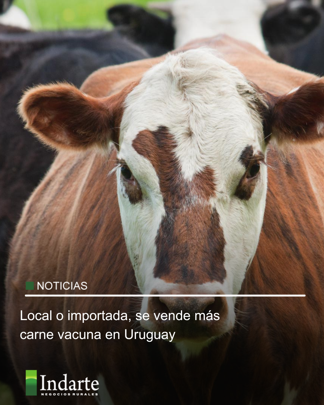 Local o importada, se vende más carne vacuna en Uruguay 