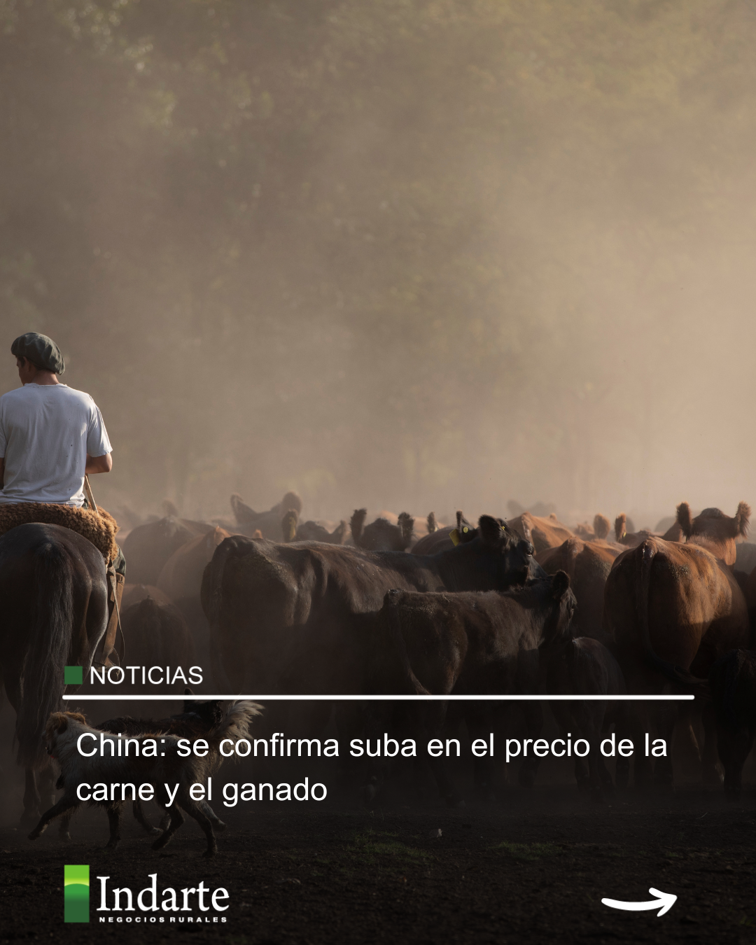 China: se confirma suba en el precio de la carne y el ganado 