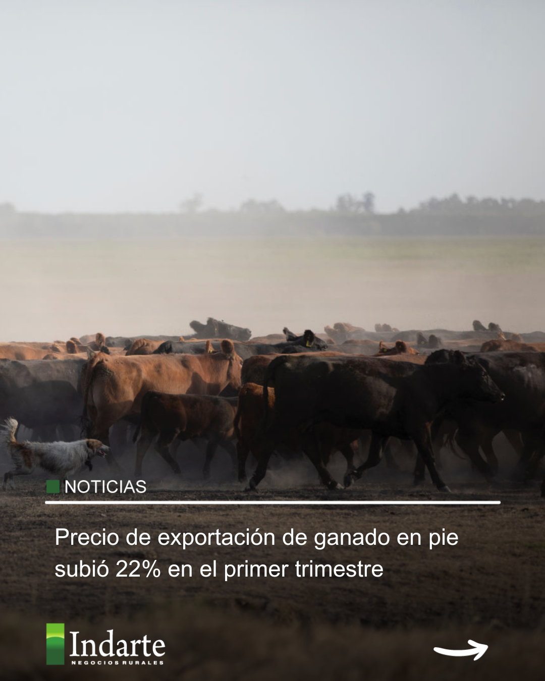 Precio de exportación de ganado en pie subió 22% en el primer trimestre