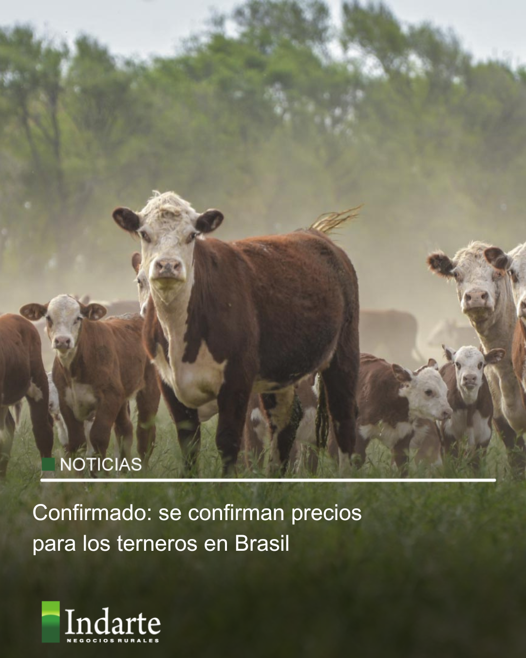 Confirmado: se confirman precios para los terneros en Brasil 