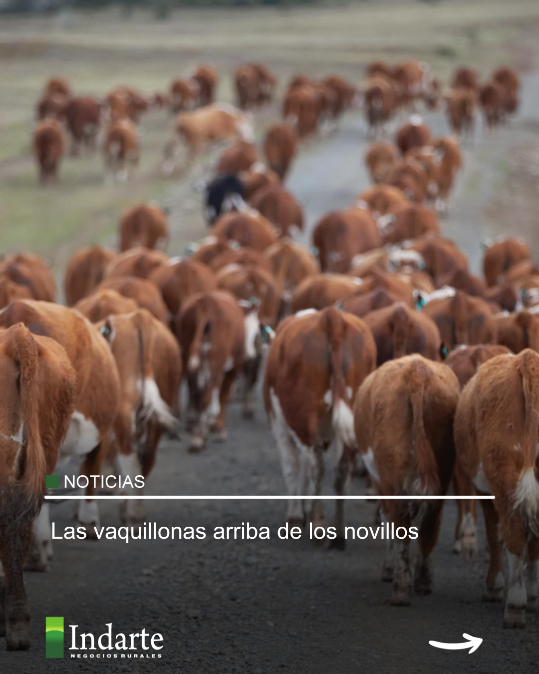 Las vaquillonas arriba de los novillos 