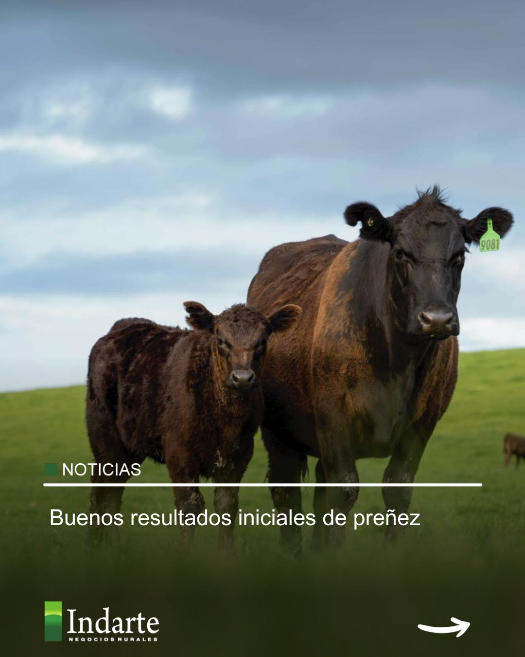 Buenos resultados iniciales de preñez 