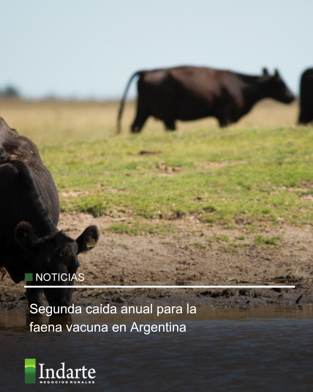 Segunda caída anual para la faena vacuna en Argentina 