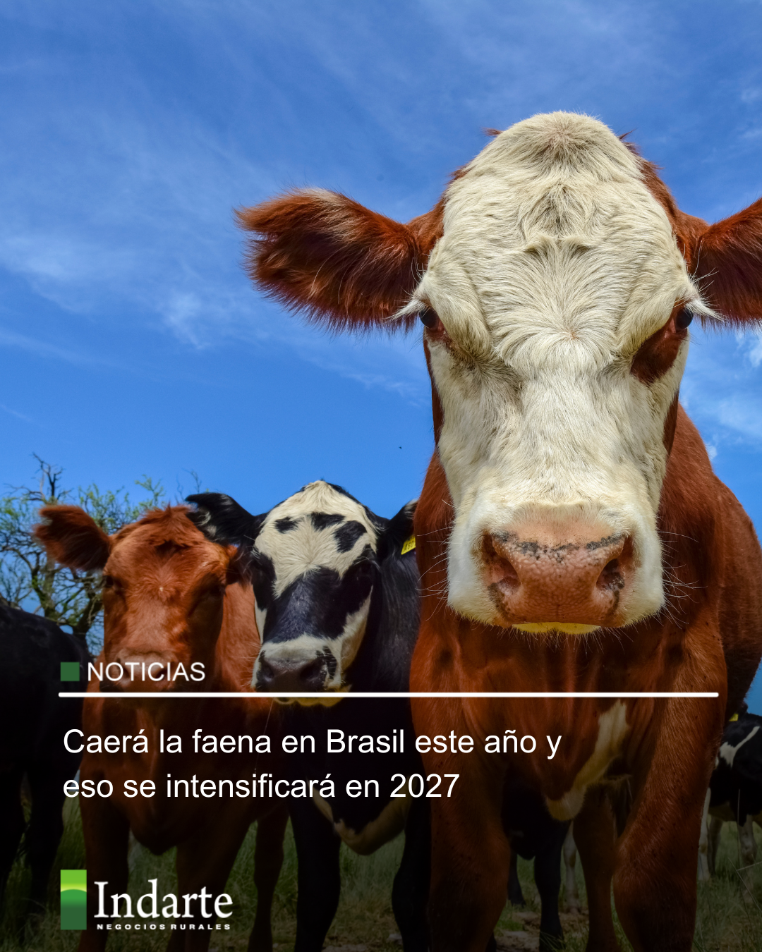Caerá la faena en Brasil este año y eso se intensificará en 2027