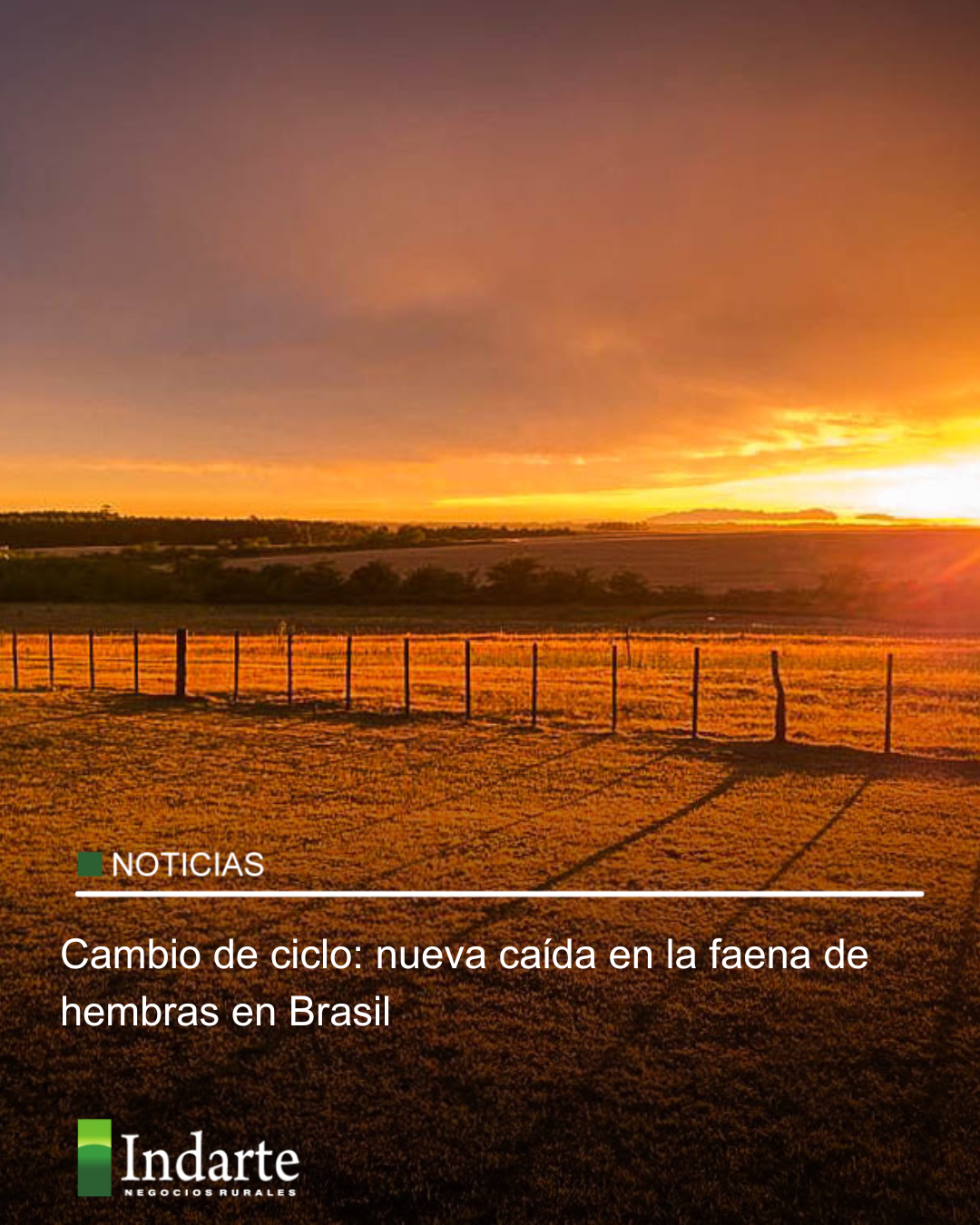 Cambio de ciclo: nueva caída en la faena de hembras en Brasil 