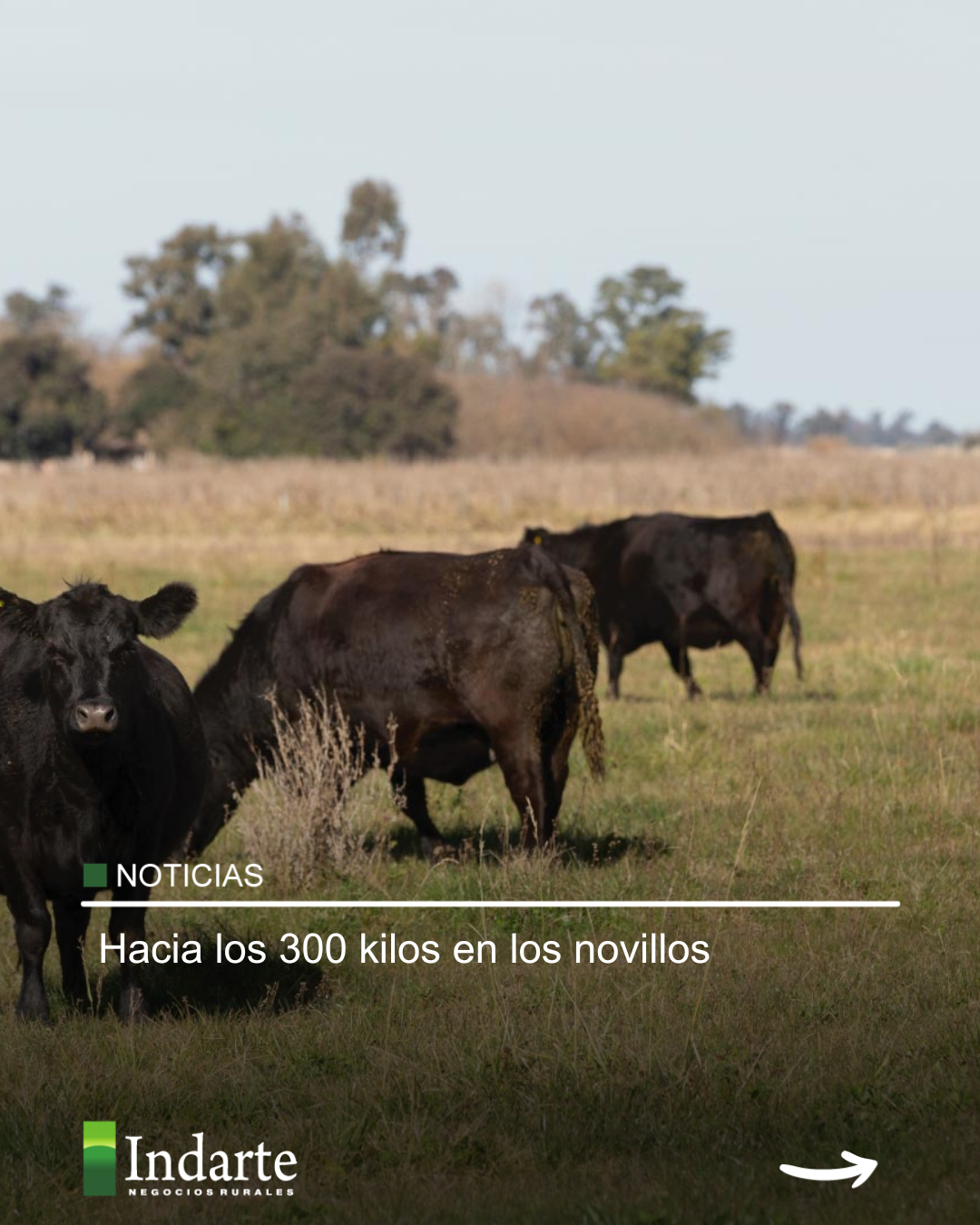 Hacia los 300 kilos en los novillos 