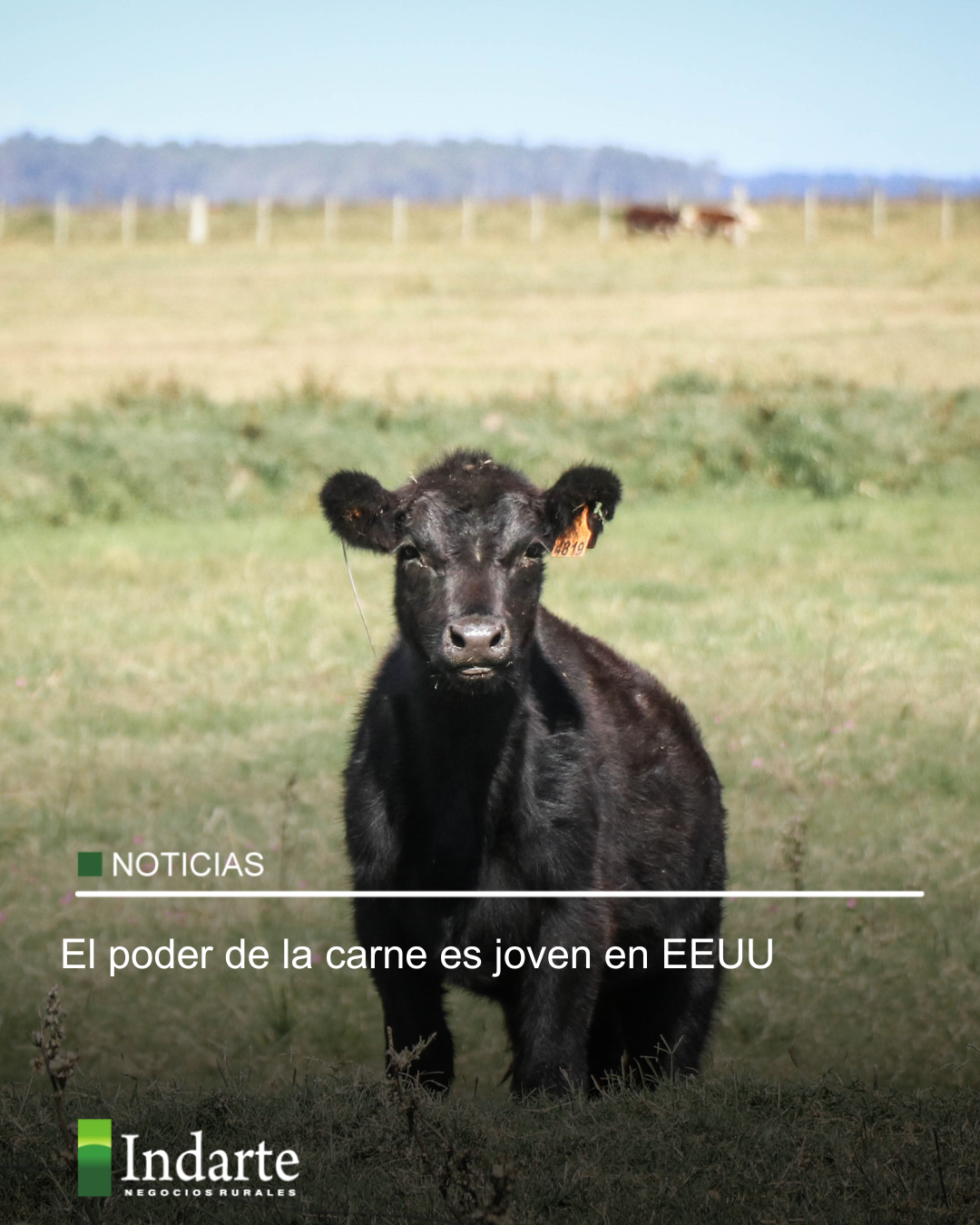 El poder de la carne es joven en EEUU 