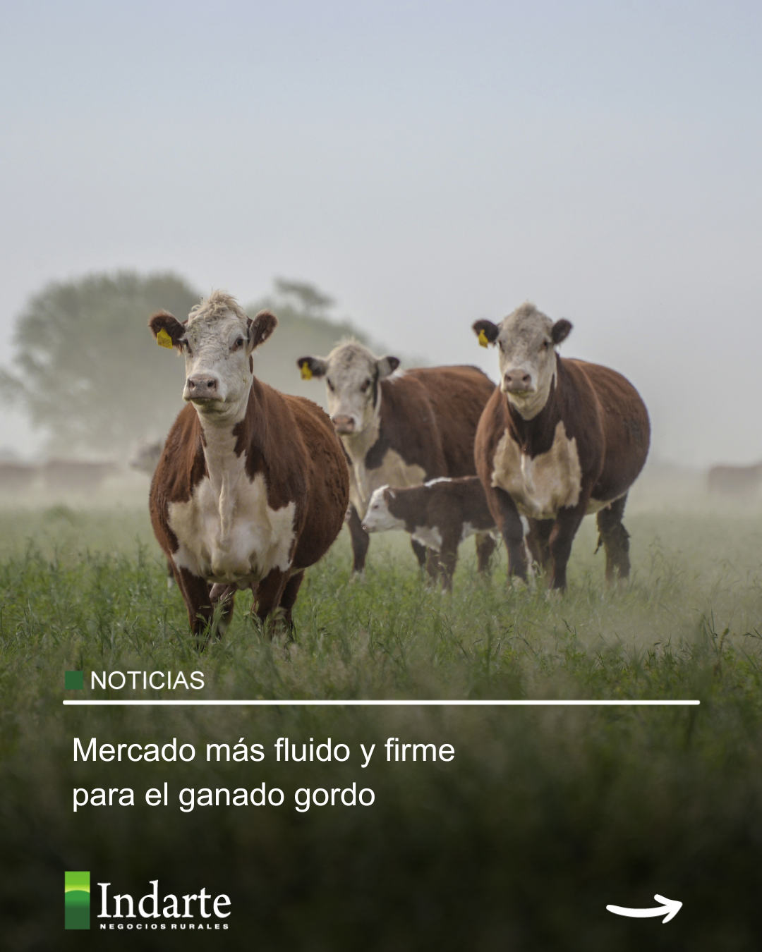 Mercado más fluido y firme para el ganado gordo 