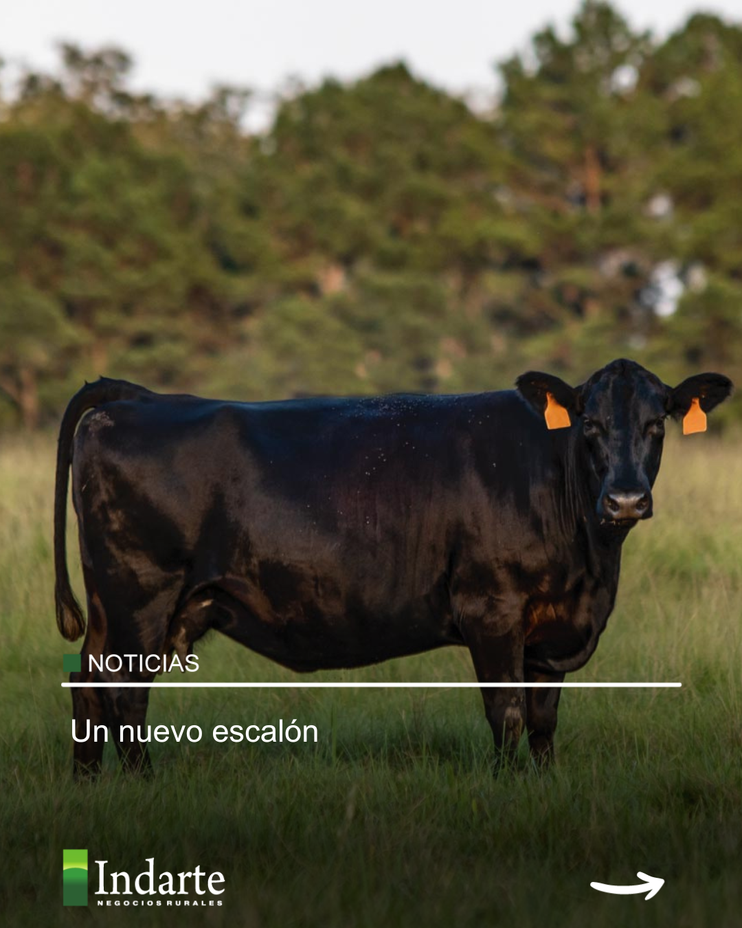 Un nuevo escalón
