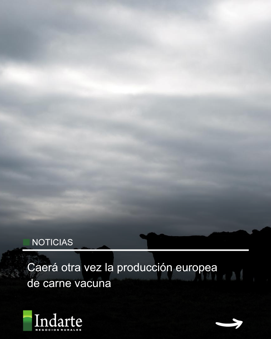Caerá otra vez la producción europea de carne vacuna 