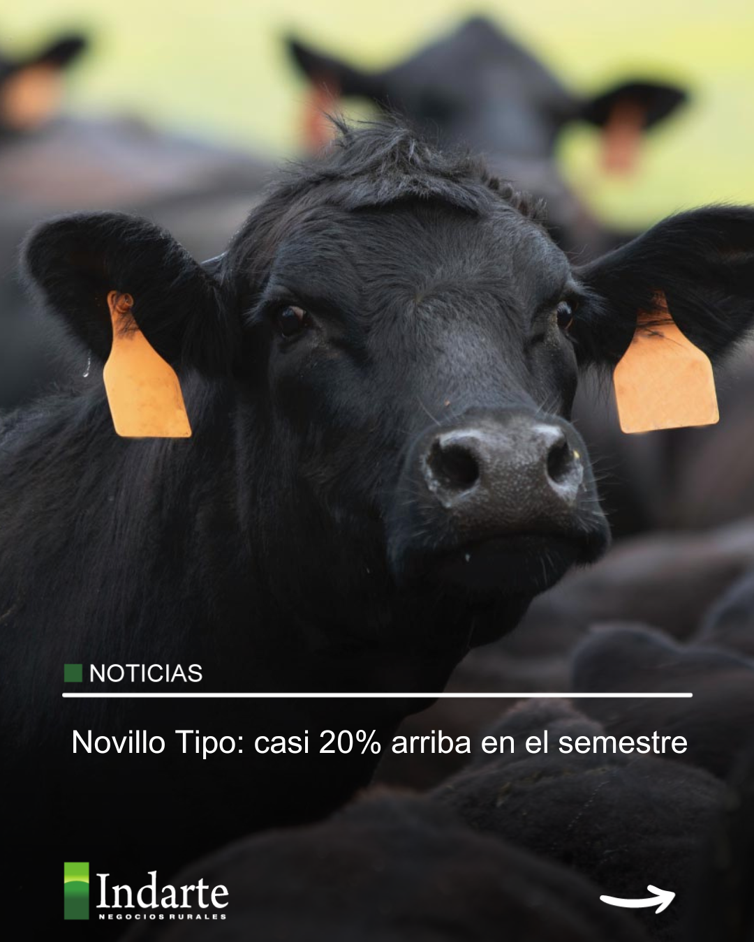 Novillo Tipo: casi 20% arriba en el semestre