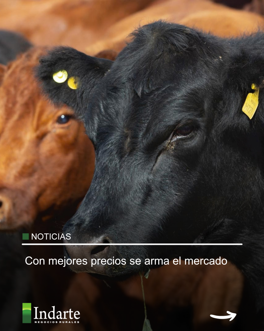 Con mejores precios se arma el mercado 