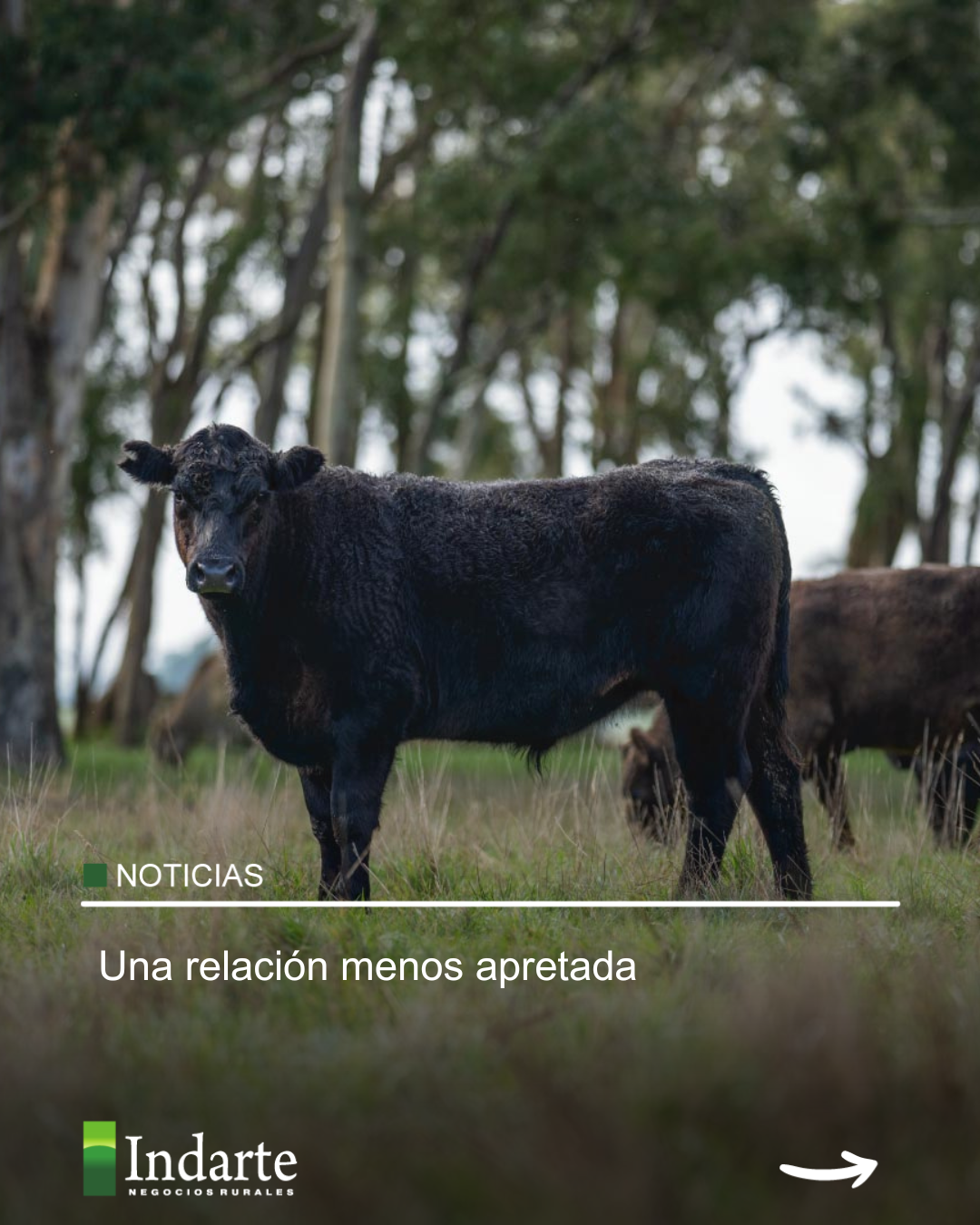 Una relación menos apretada 
