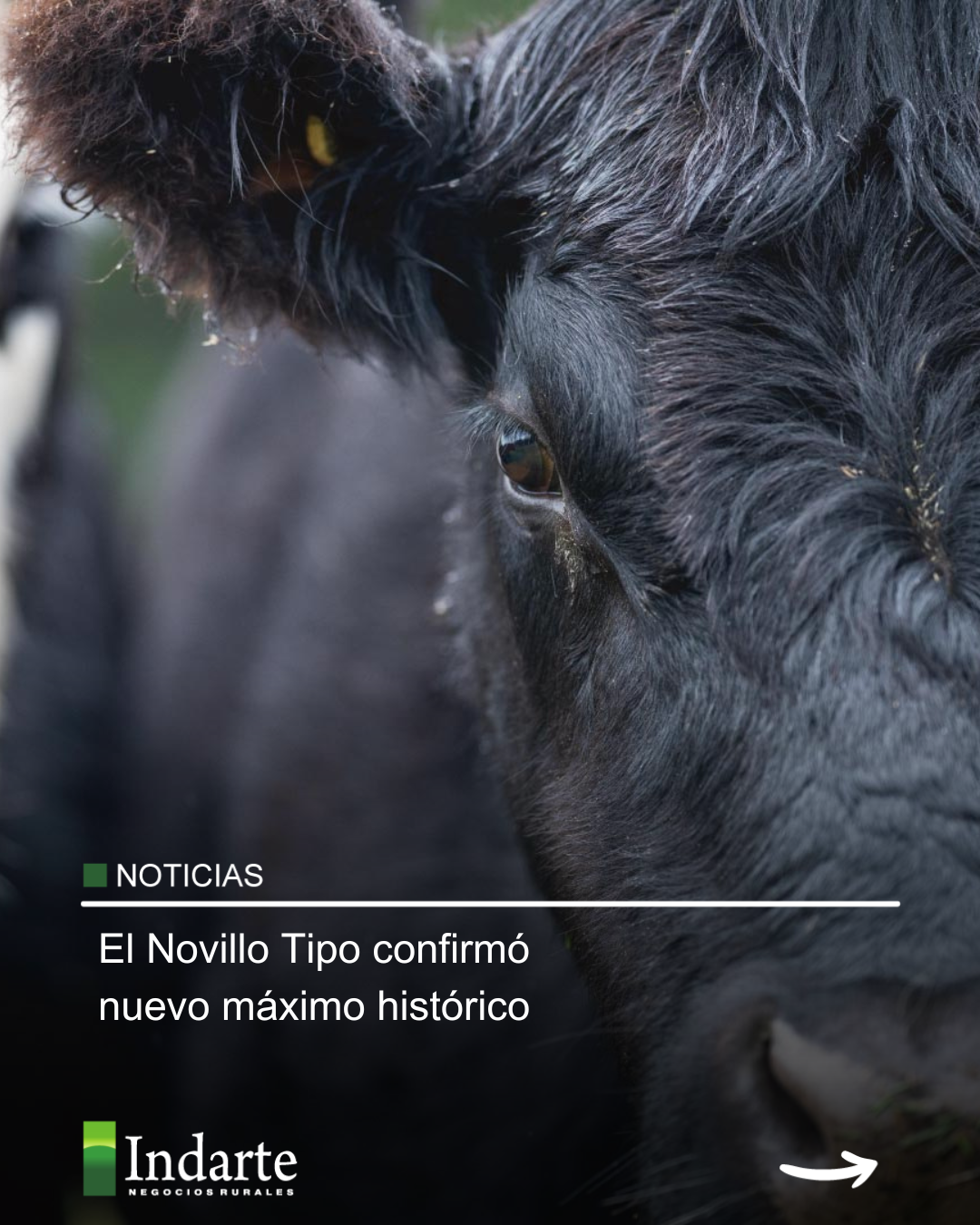 El Novillo Tipo confirmó nuevo máximo histórico