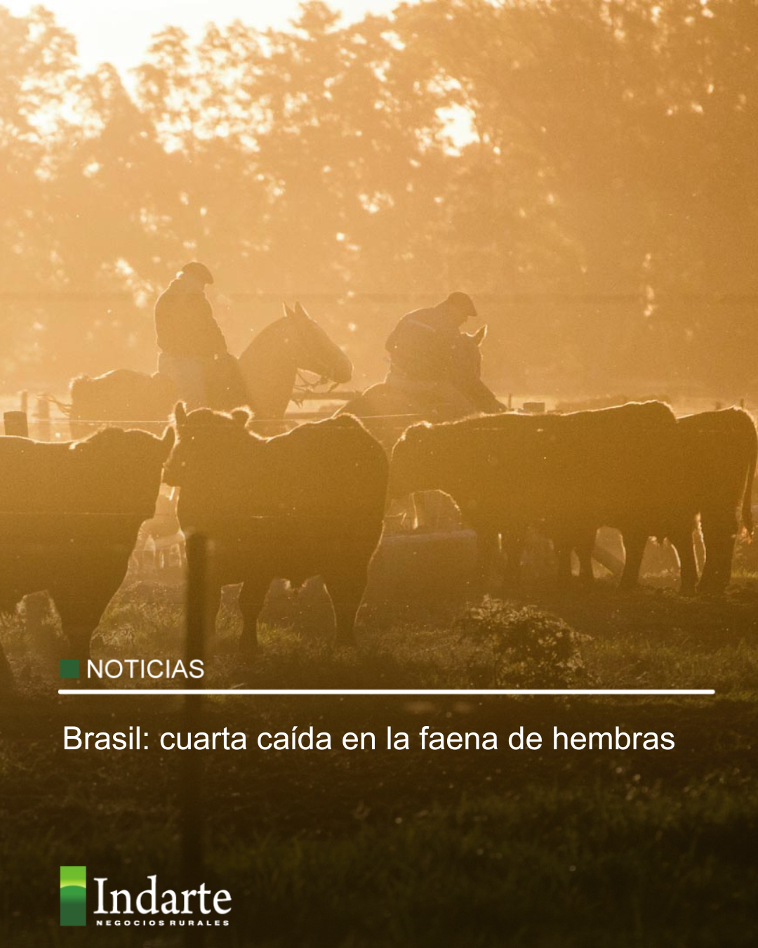 Brasil: cuarta caída en la faena de hembras 