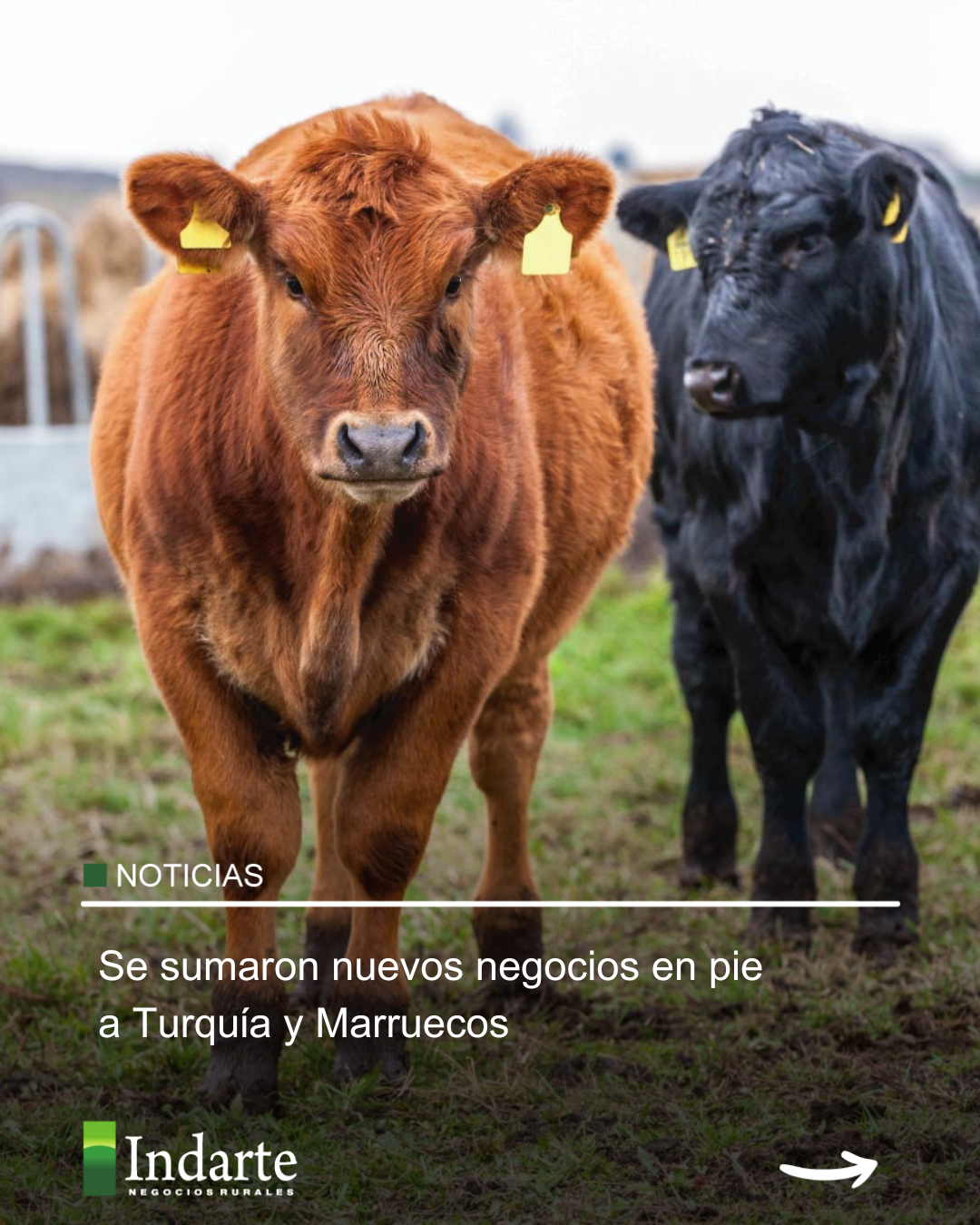 Se sumaron nuevos negocios en pie a Turquía y Marruecos 