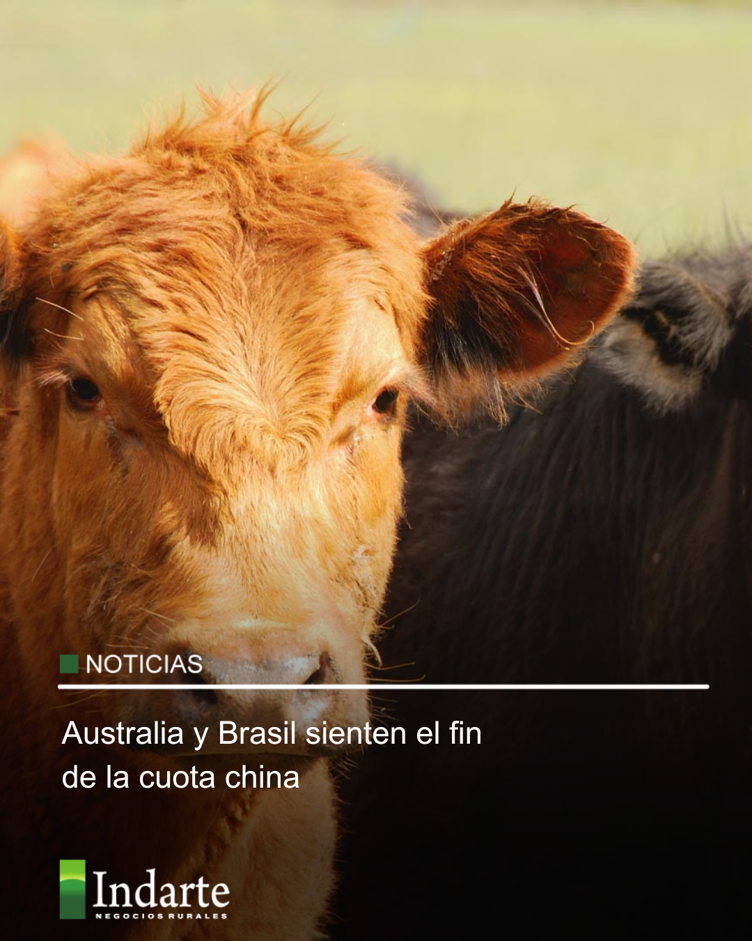 Australia y Brasil sienten el fin de la cuota china