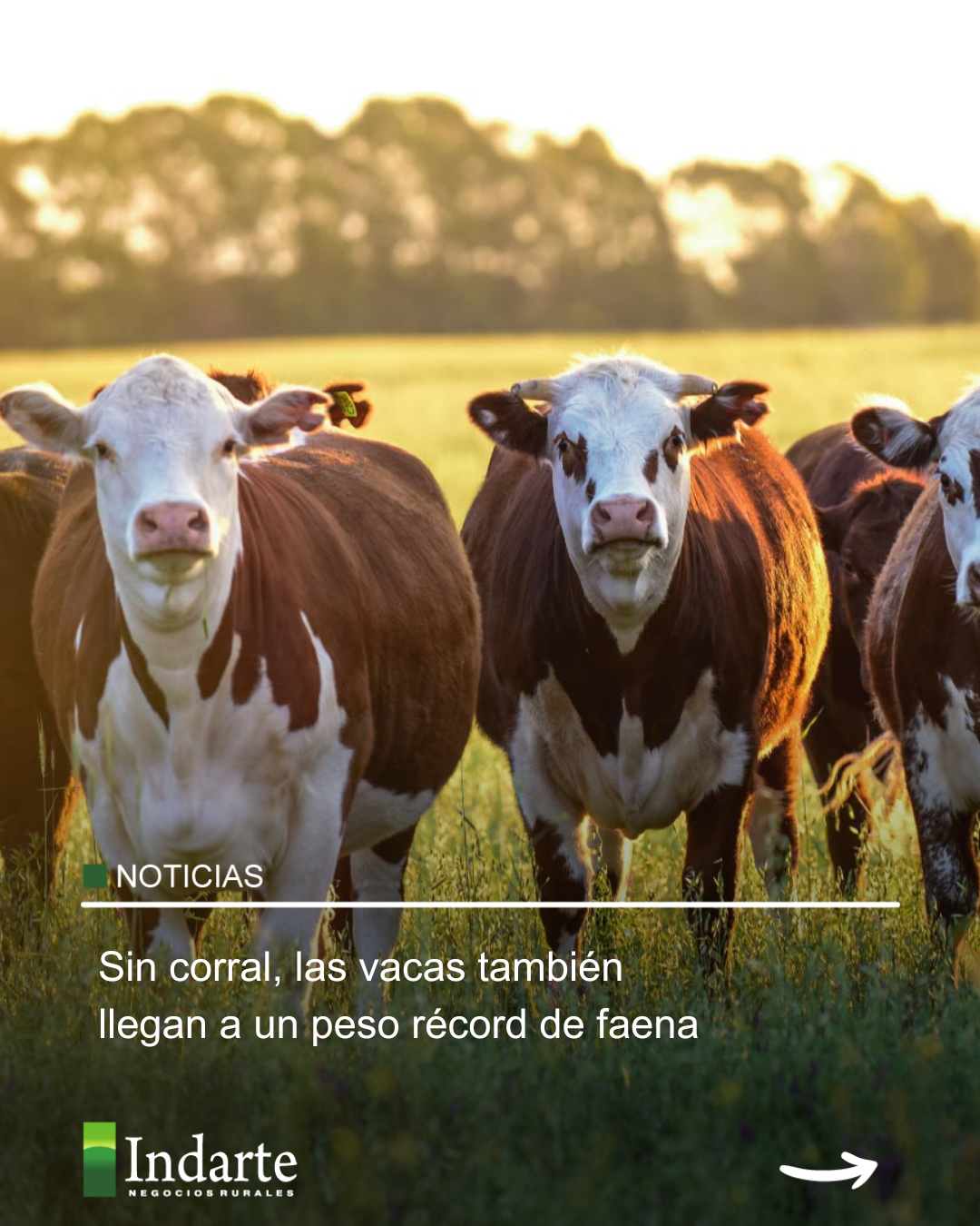 Sin corral, las vacas también llegan a un peso récord de faena 