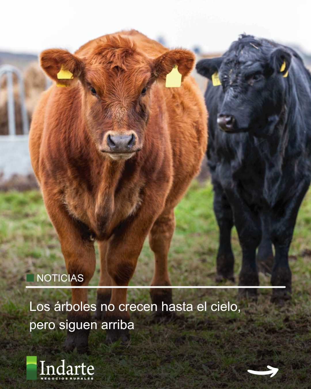Los árboles no crecen hasta el cielo, pero siguen arriba 