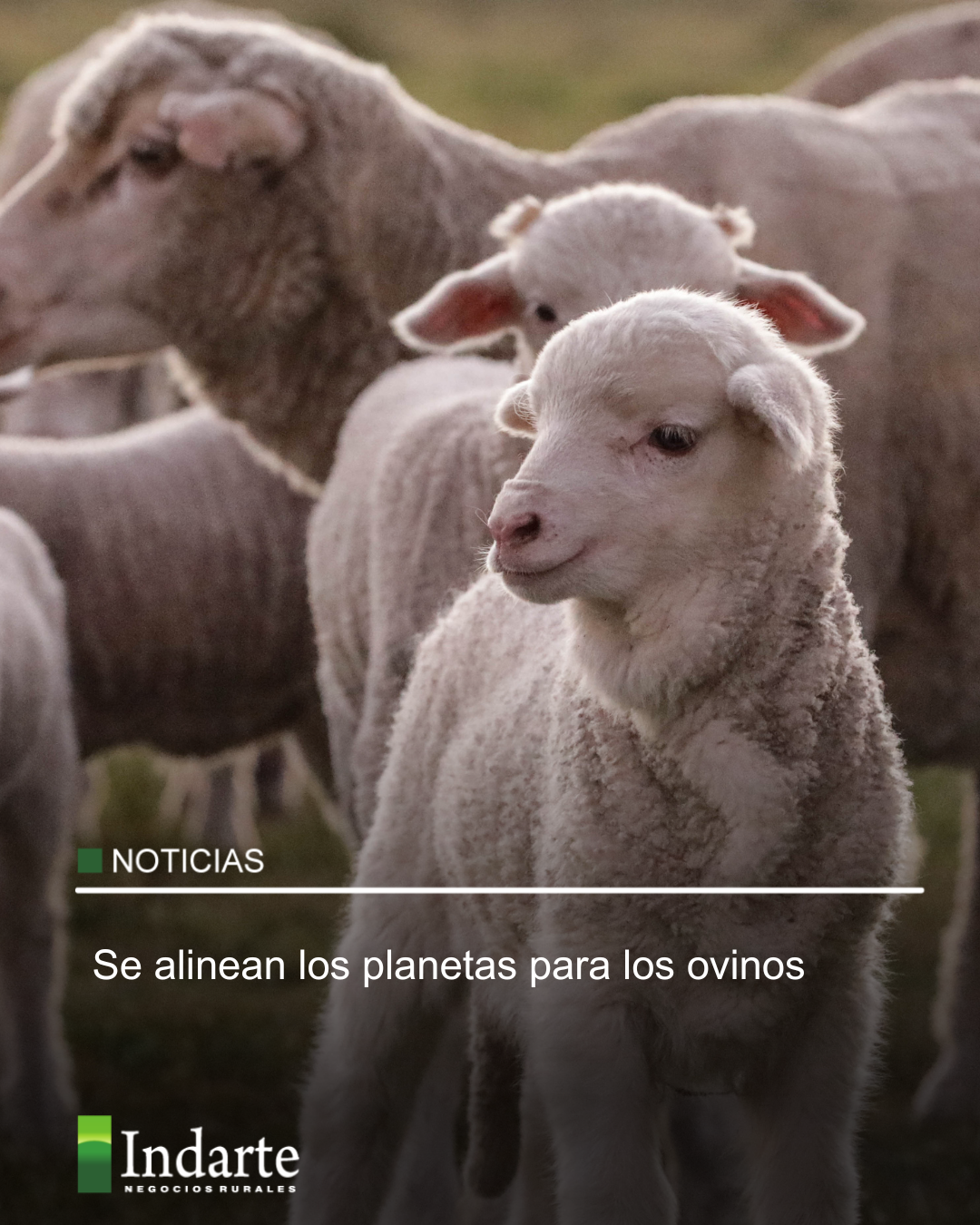 Se alinean los planetas para los ovinos 
