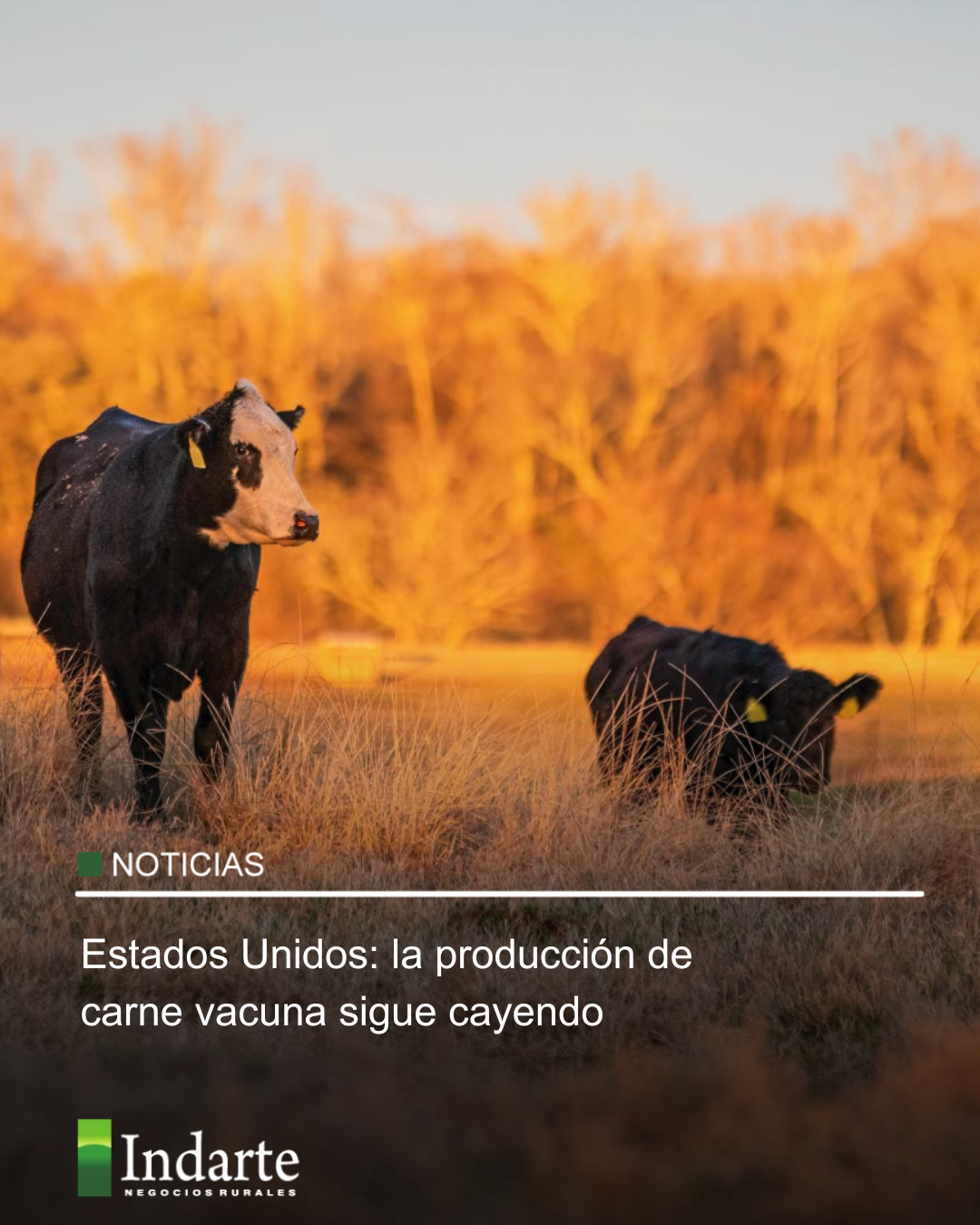 Estados Unidos: la producción de carne vacuna sigue cayendo 
