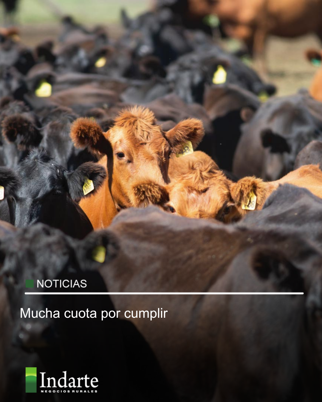 Mucha cuota por cumplir 