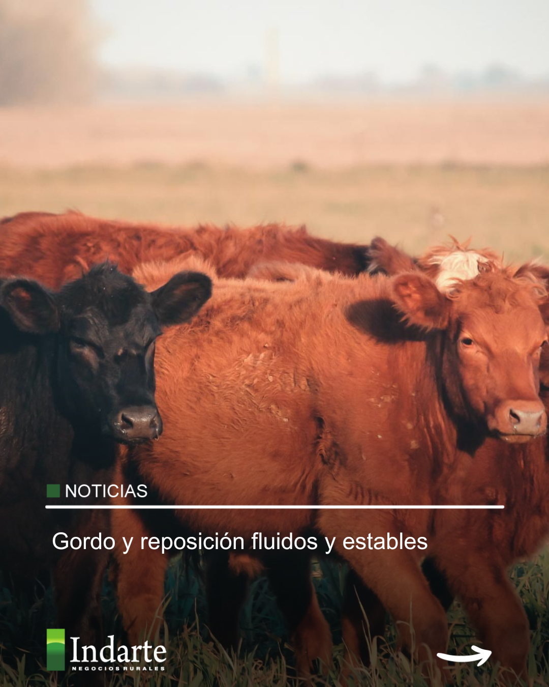 Gordo y reposición fluidos y estables