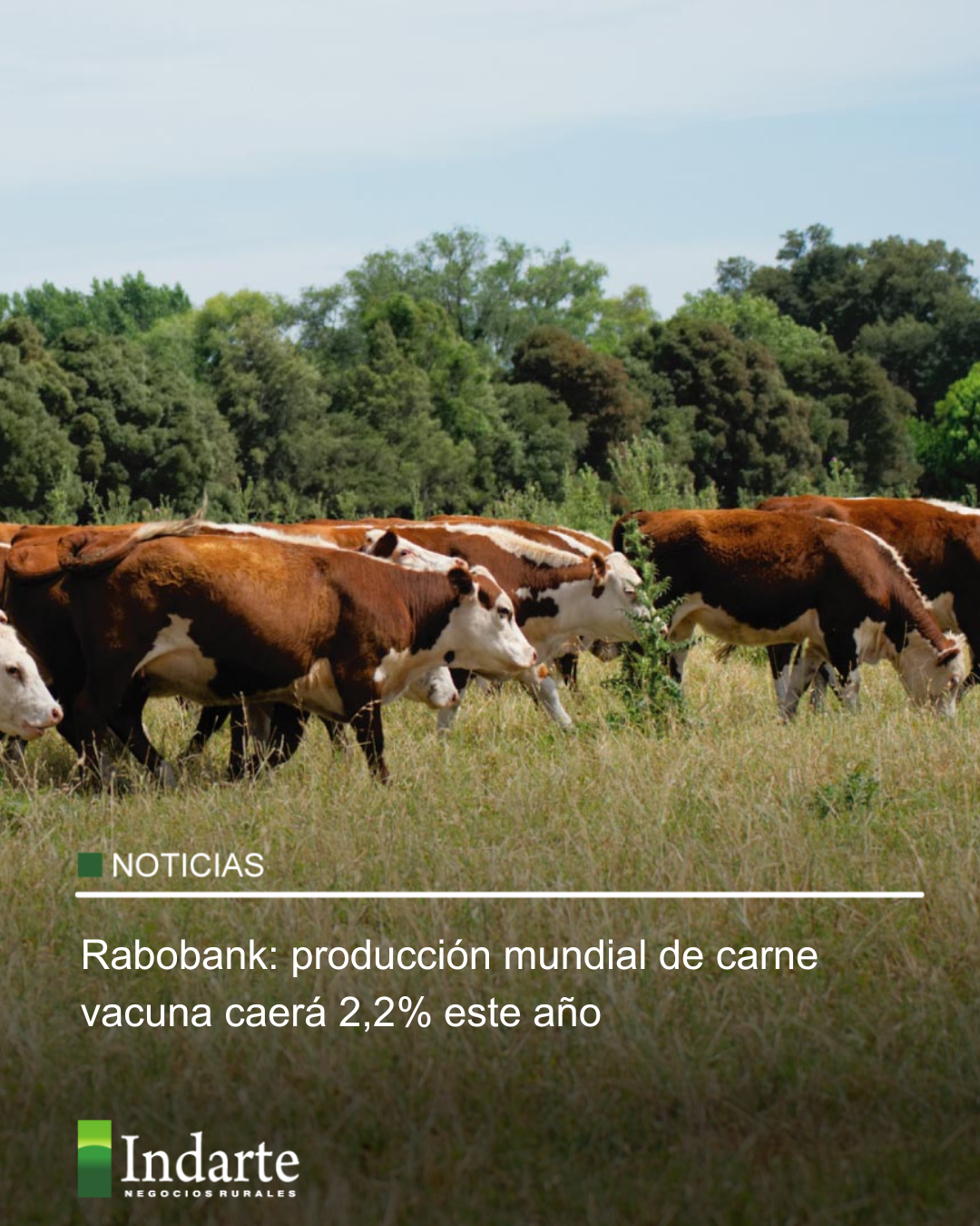 Rabobank: producción mundial de carne vacuna caerá 2,2% este año