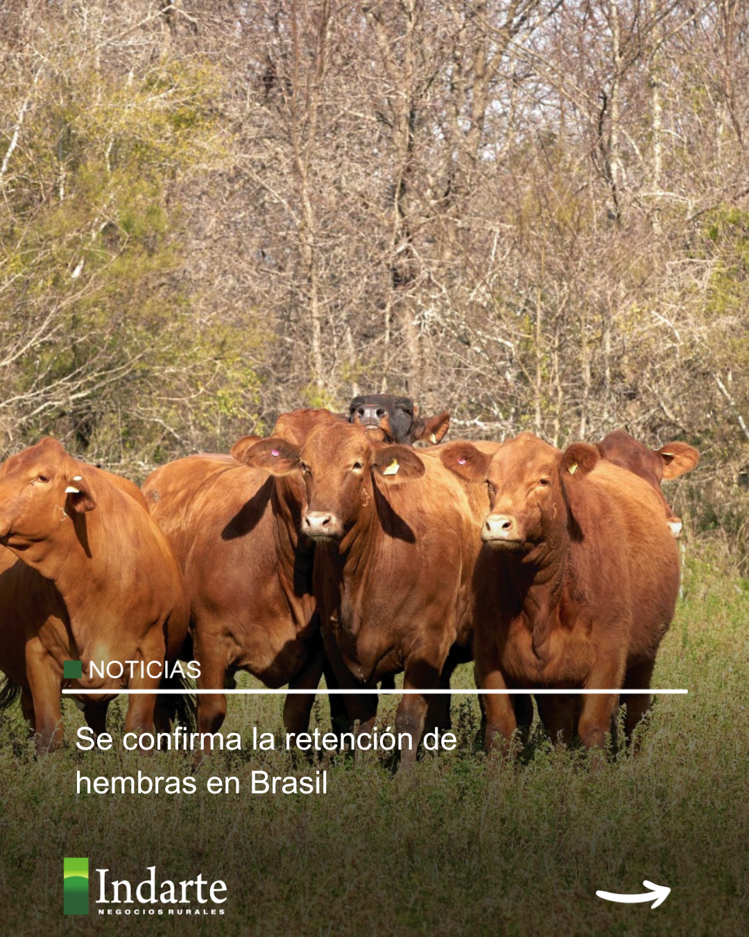 Se confirma la retención de hembras en Brasil 