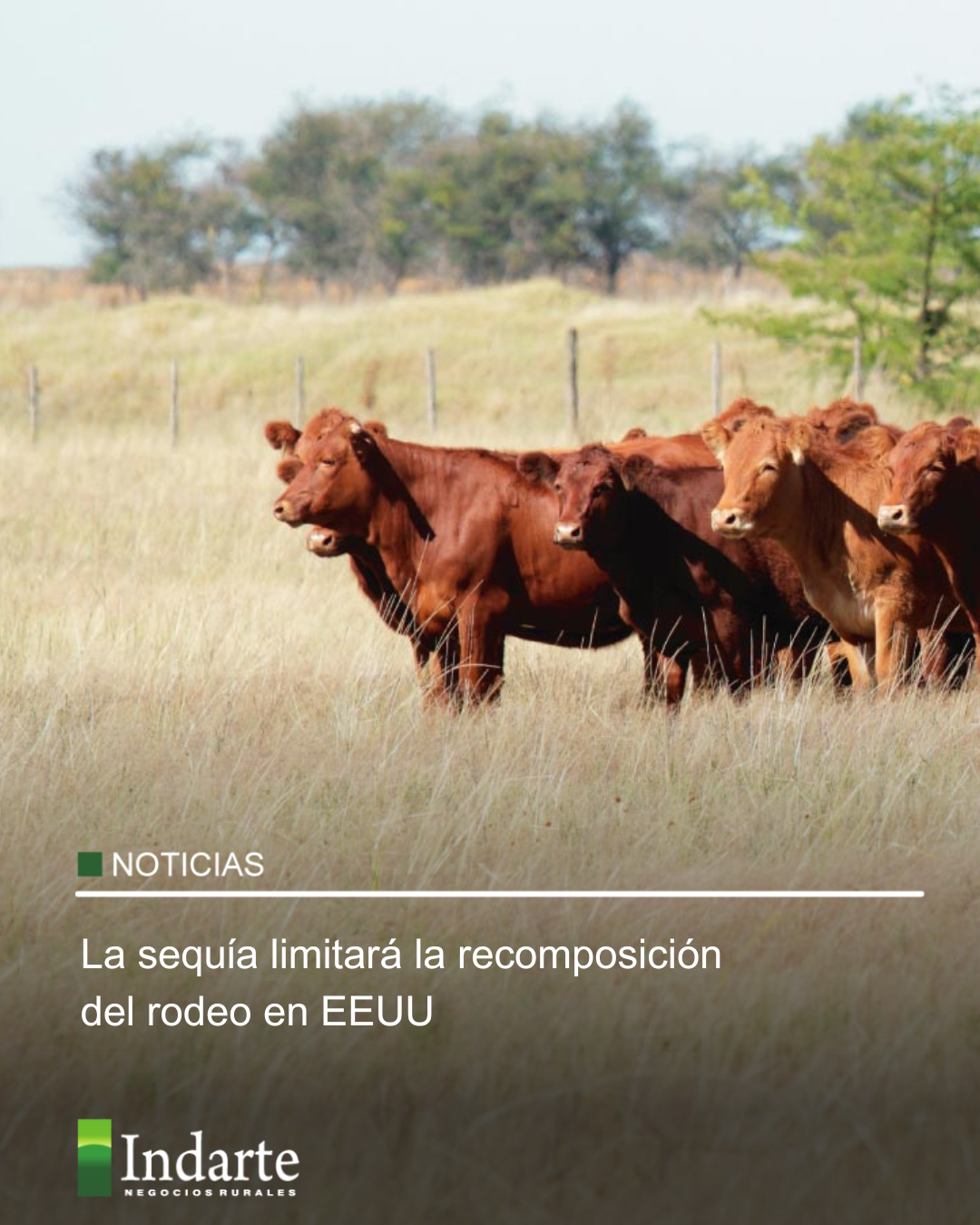 La sequía limitará la recomposición del rodeo en EEUU 