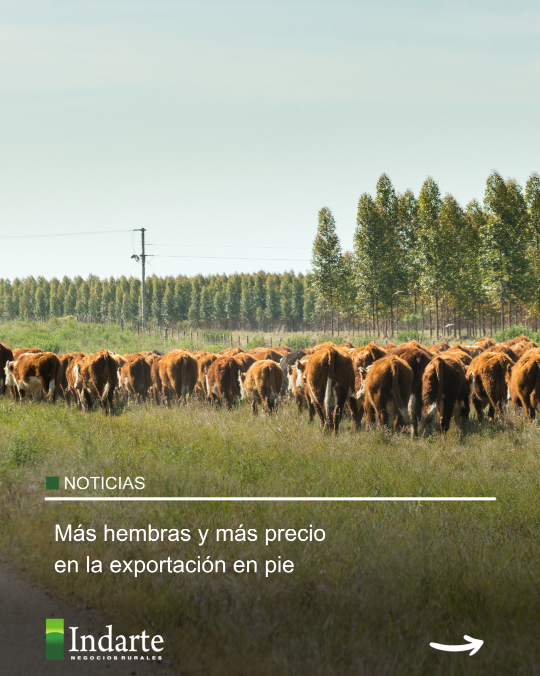 Más hembras y más precio en la exportación en pie 