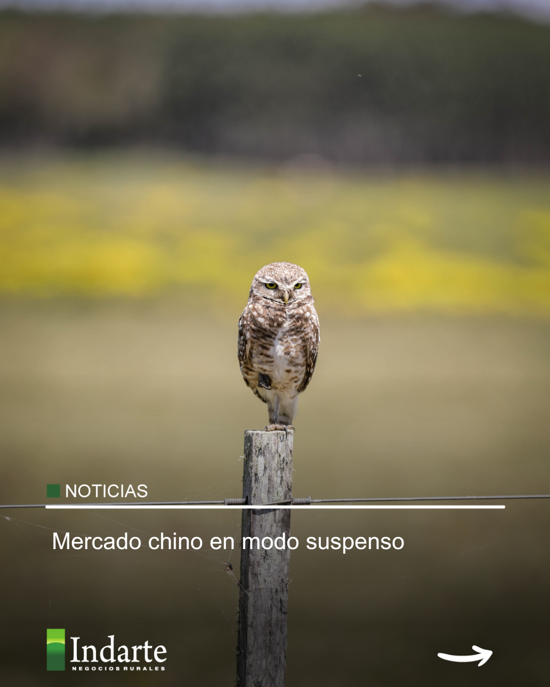 Mercado chino en modo suspenso 