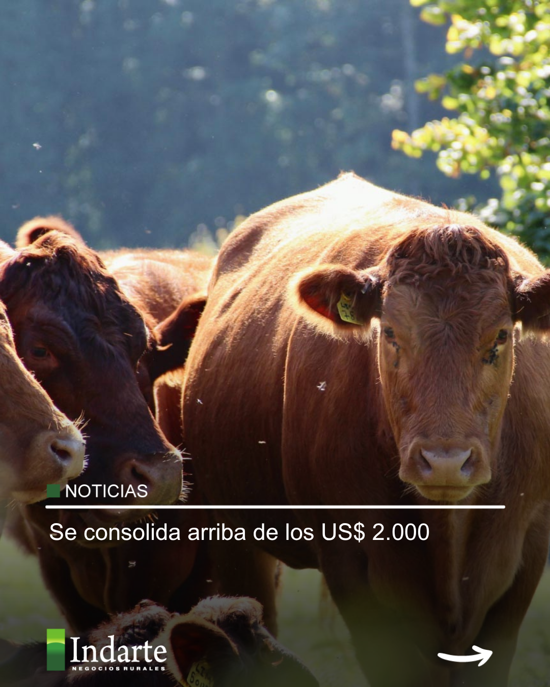 Se consolida arriba de los US$ 2.000 